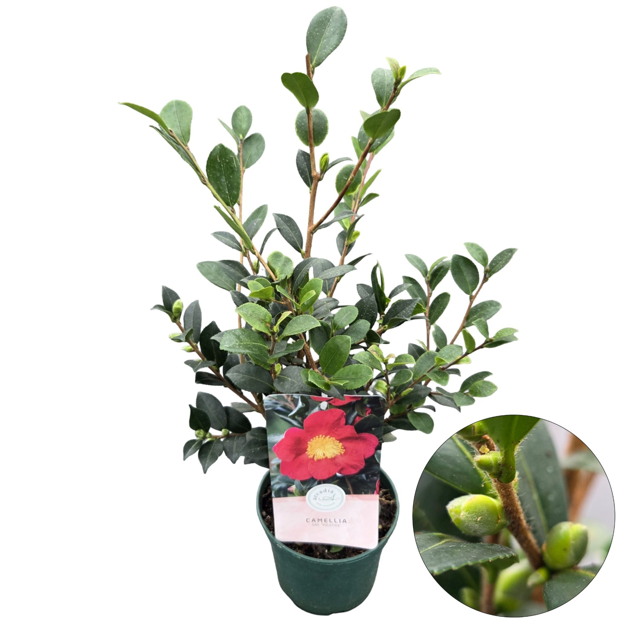 Camellia sas. 'Yuletide', D 15 cm