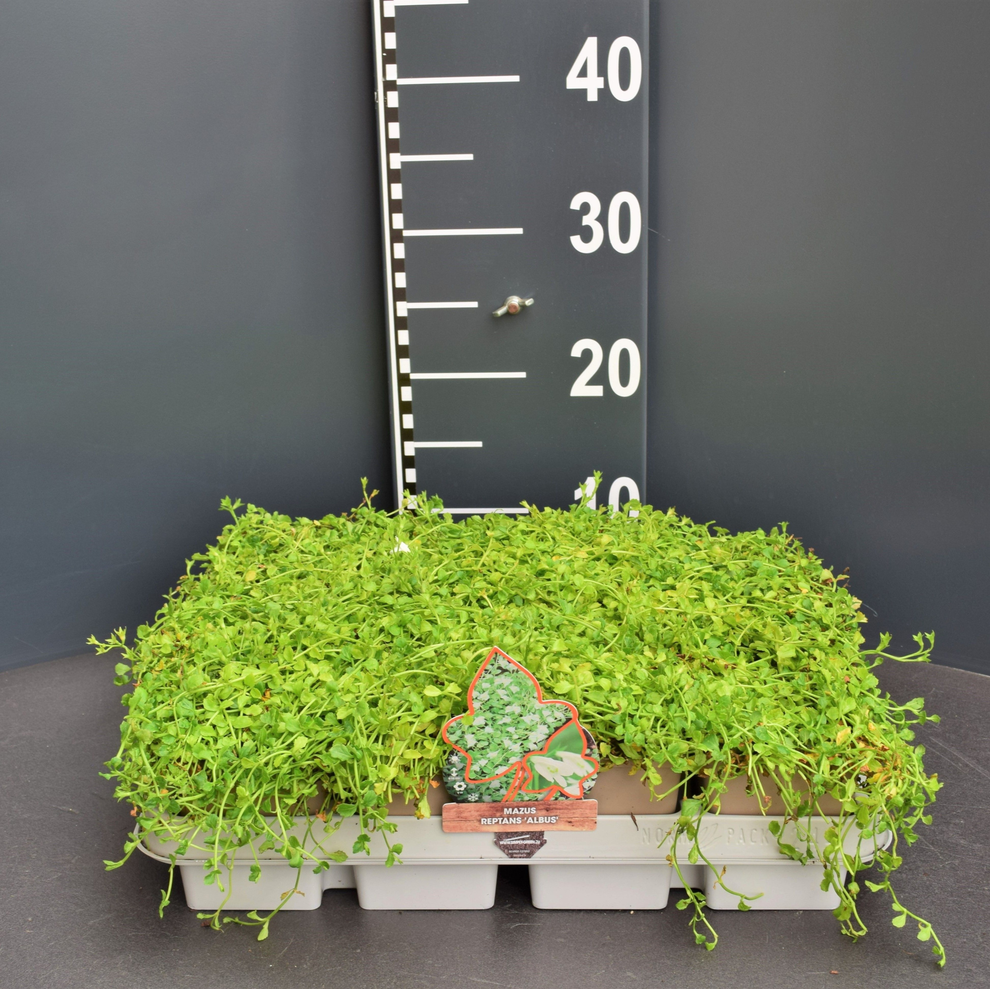 Mazus reptans 'Alba', D 9 cm