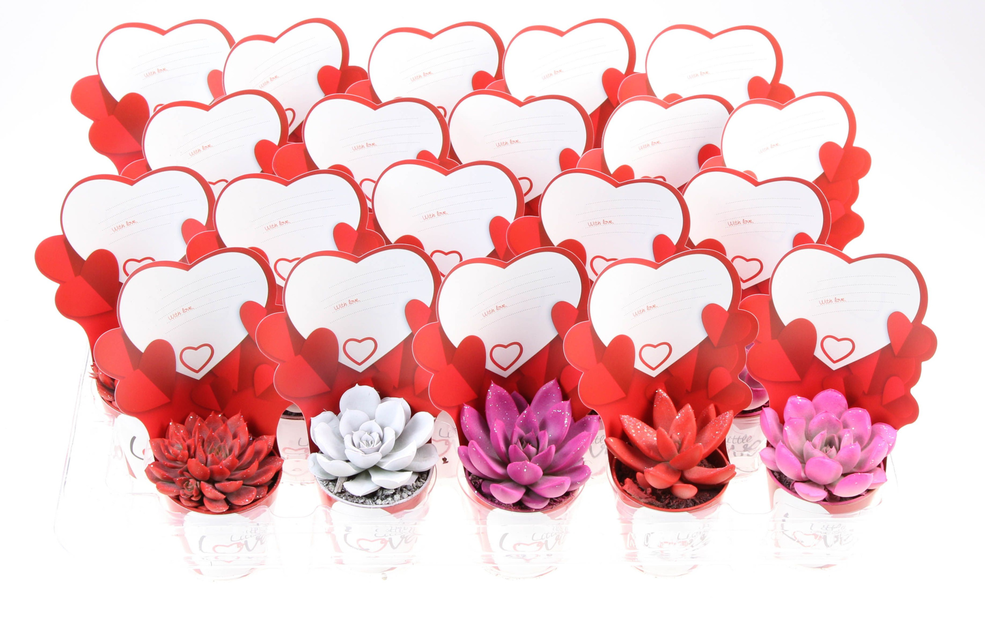 Potcover little love echeveria mix rainbow + glitter, D 5,5 cm