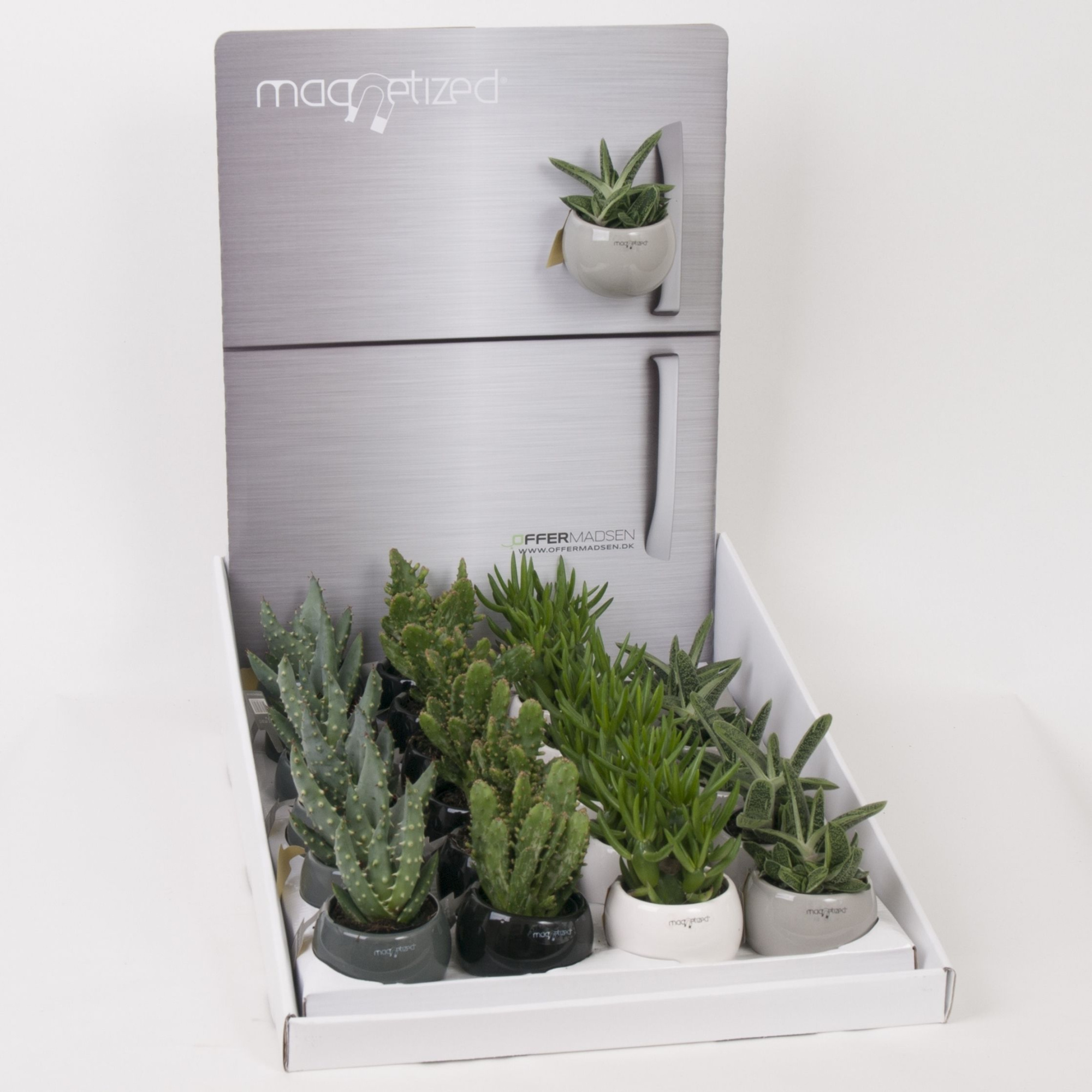Magnetized Classic in Display with Succulent mix, D 6 cm
