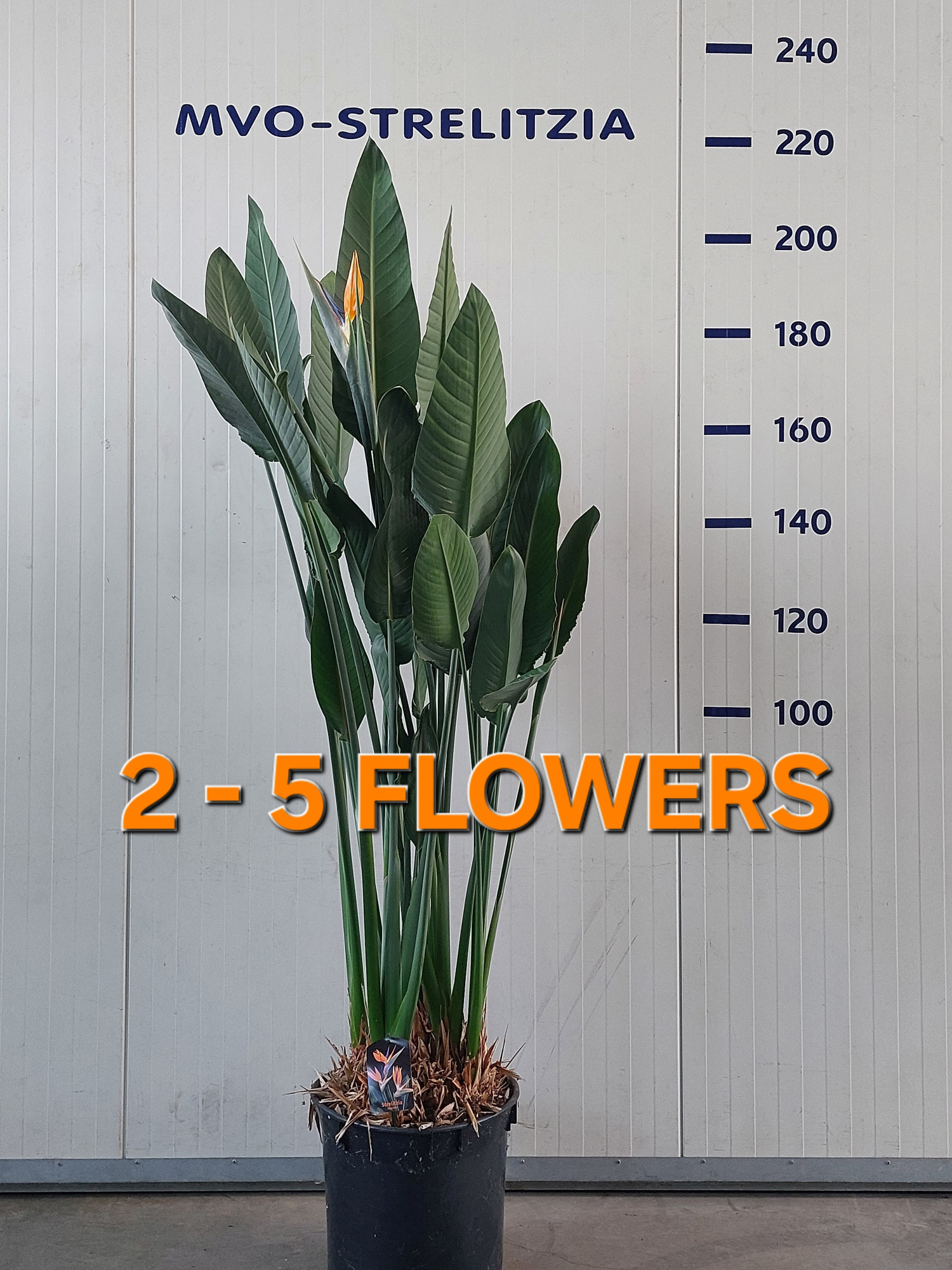 Strelitzia reginae 180+ 2-5 bloem/knop standaard, D 40