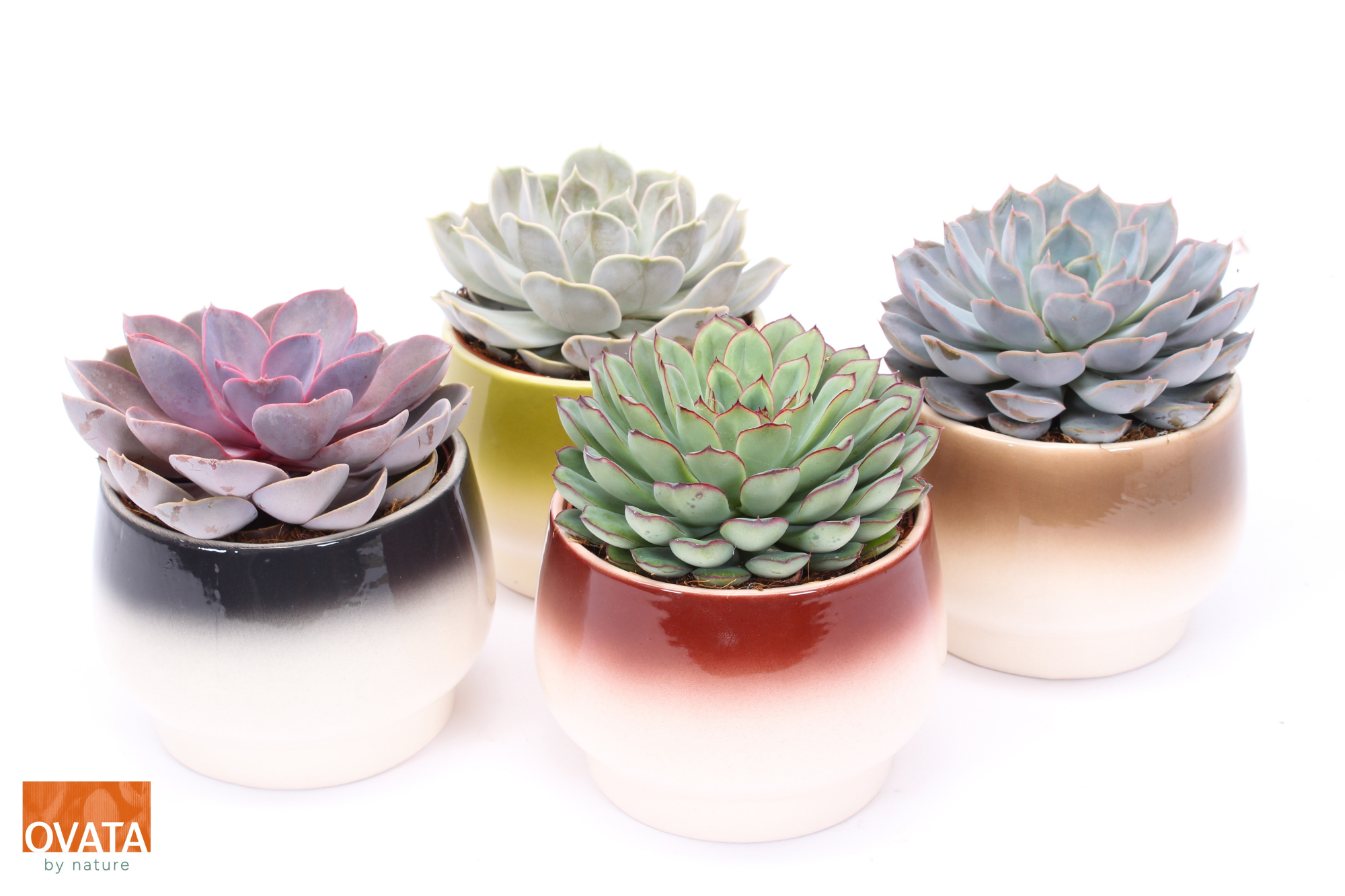 Echeveria mix in Amalfi 14, D 14