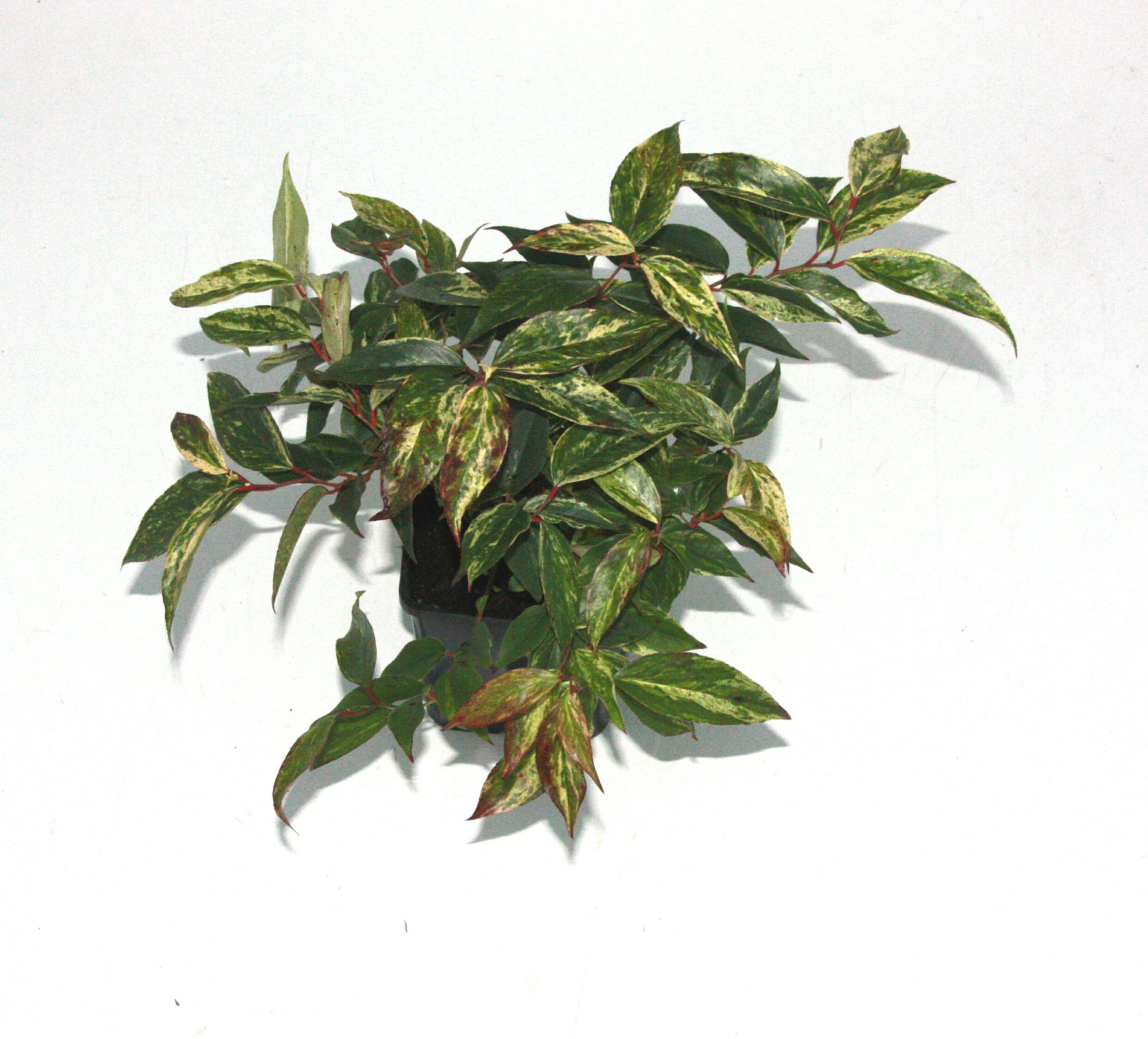 Leucothoe 'Rainbow', D 14 cm