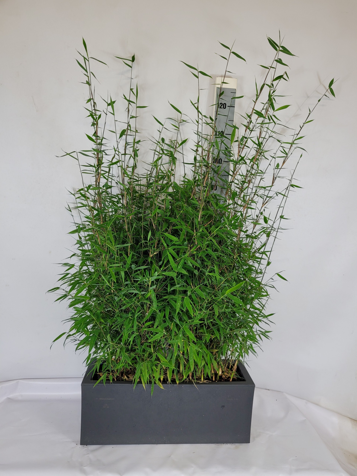 Fargesia species 'Malachite Monkeys' C25 Kasten 60-80, D 59 cm