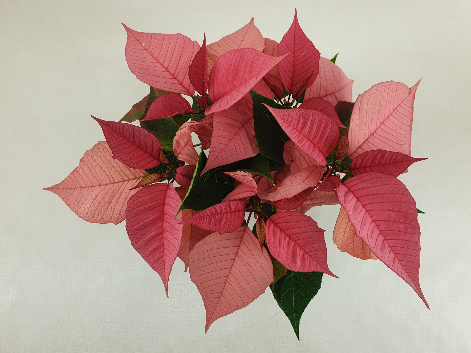 Poin Christmas Feelings Pink pot 10,5 cm (Euphorbia), D 10,5 cm