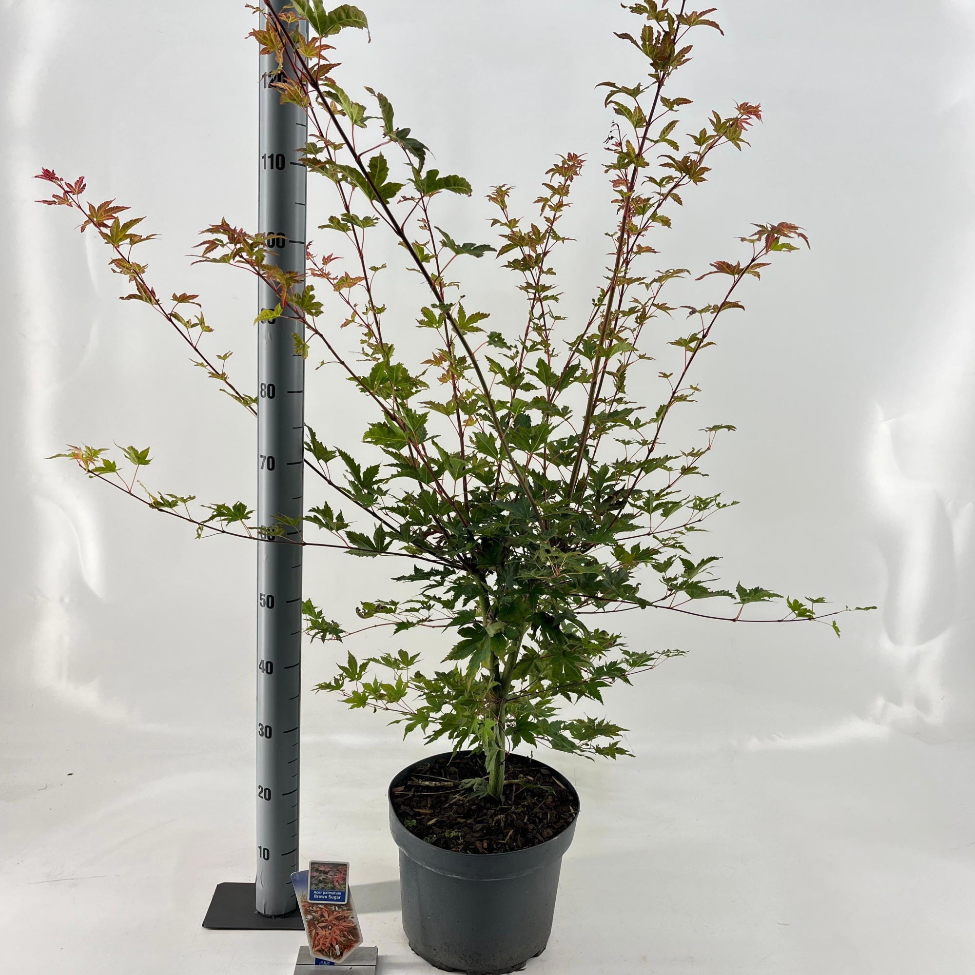 Acer pal. 'Brown Sugar ('JWW7'), D 29 cm