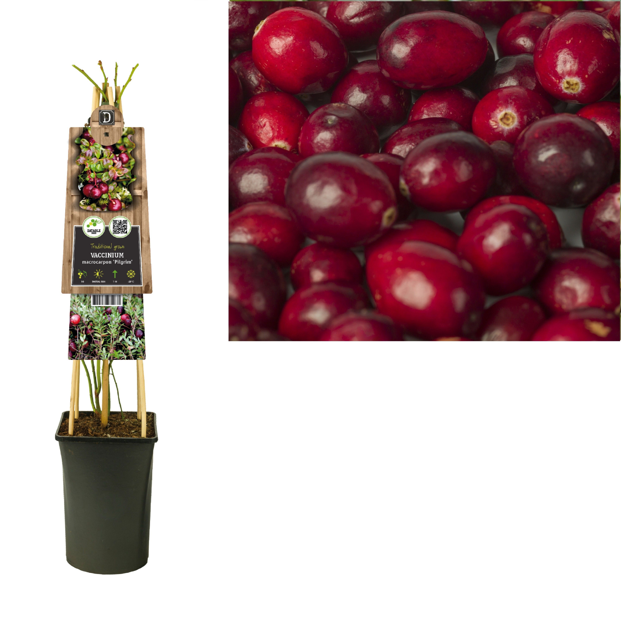 Vaccinium macrocarpon 'Pilgrim' +3.0 label, D 17