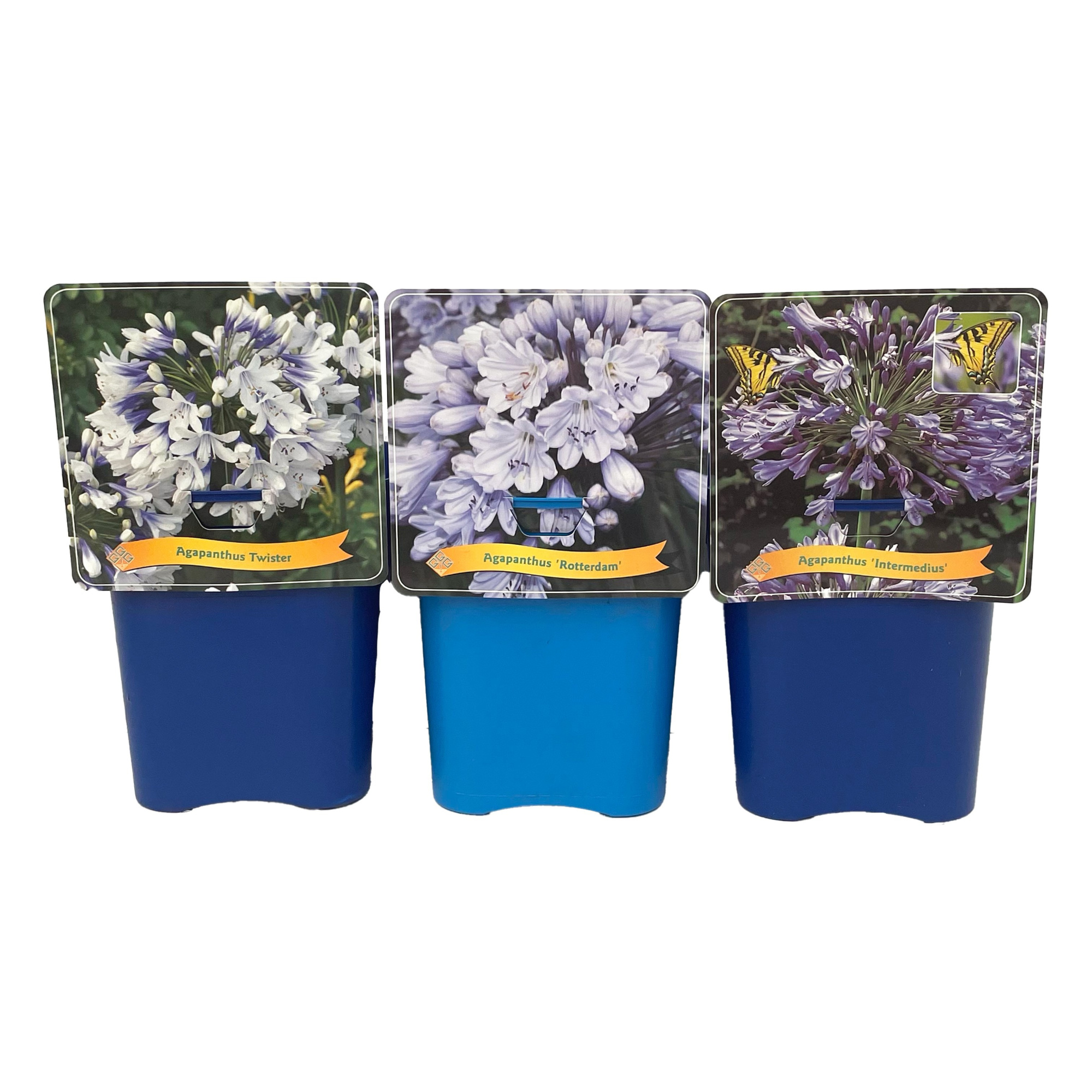 Agapanthus Mix Laag C5, D 21 cm
