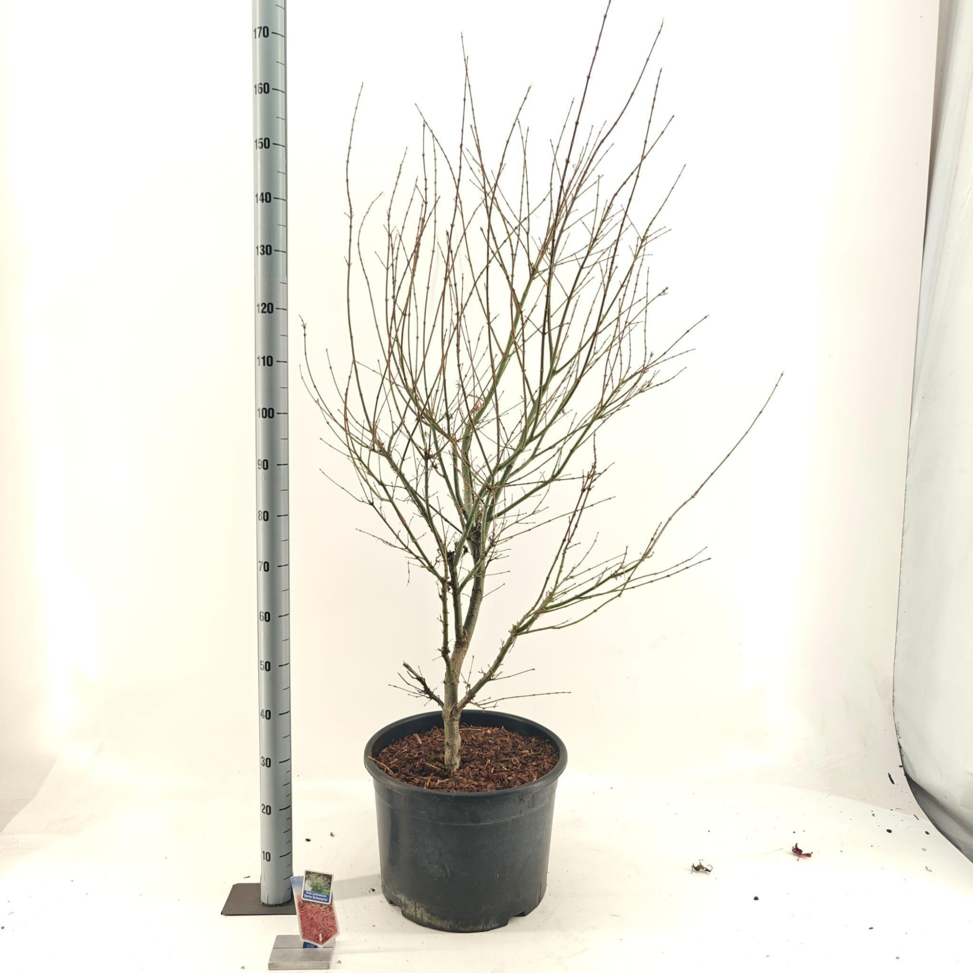 Acer pal. 'Jerre Schwartz', D 40