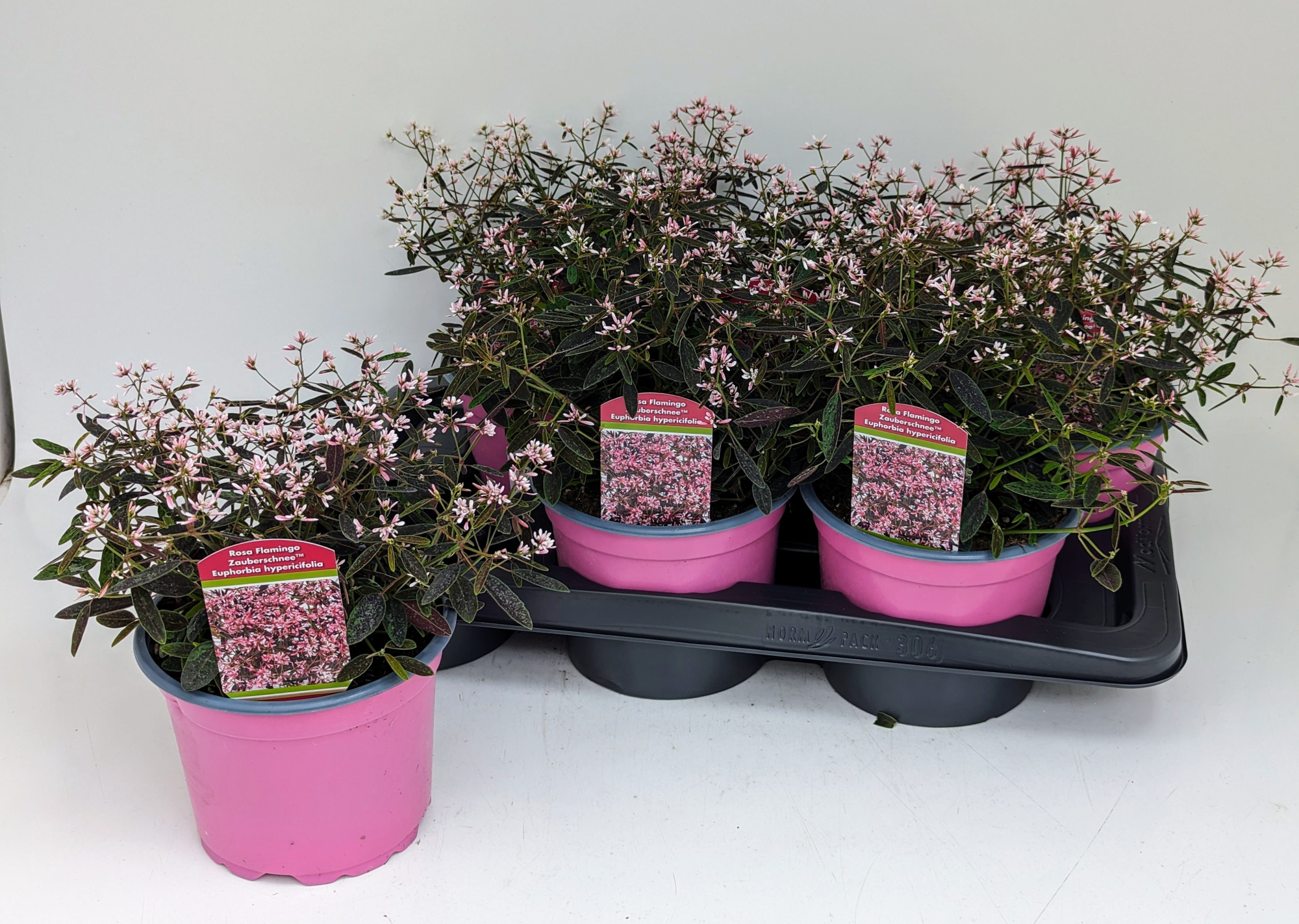 Euphorbia rosa Zauberschnee T17 - NEUHEIT (vormals Flamingo), D 17