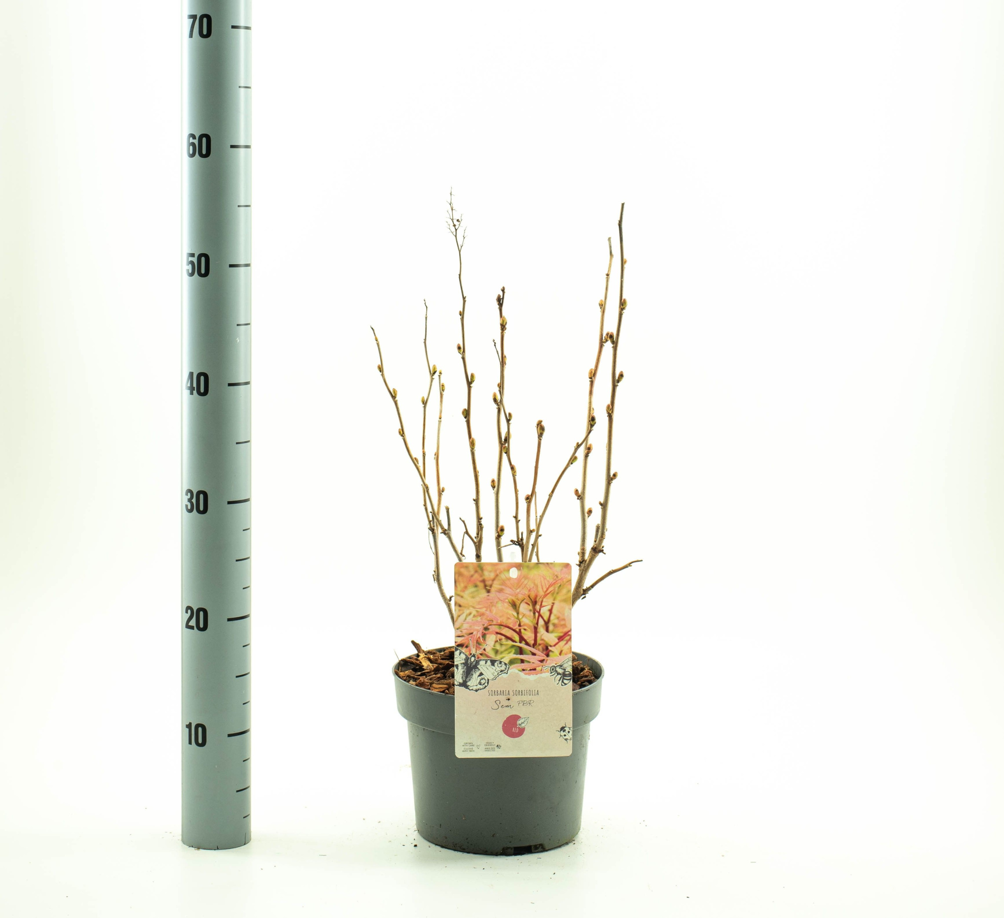 Sorbaria sorb. 'Sem', D 19