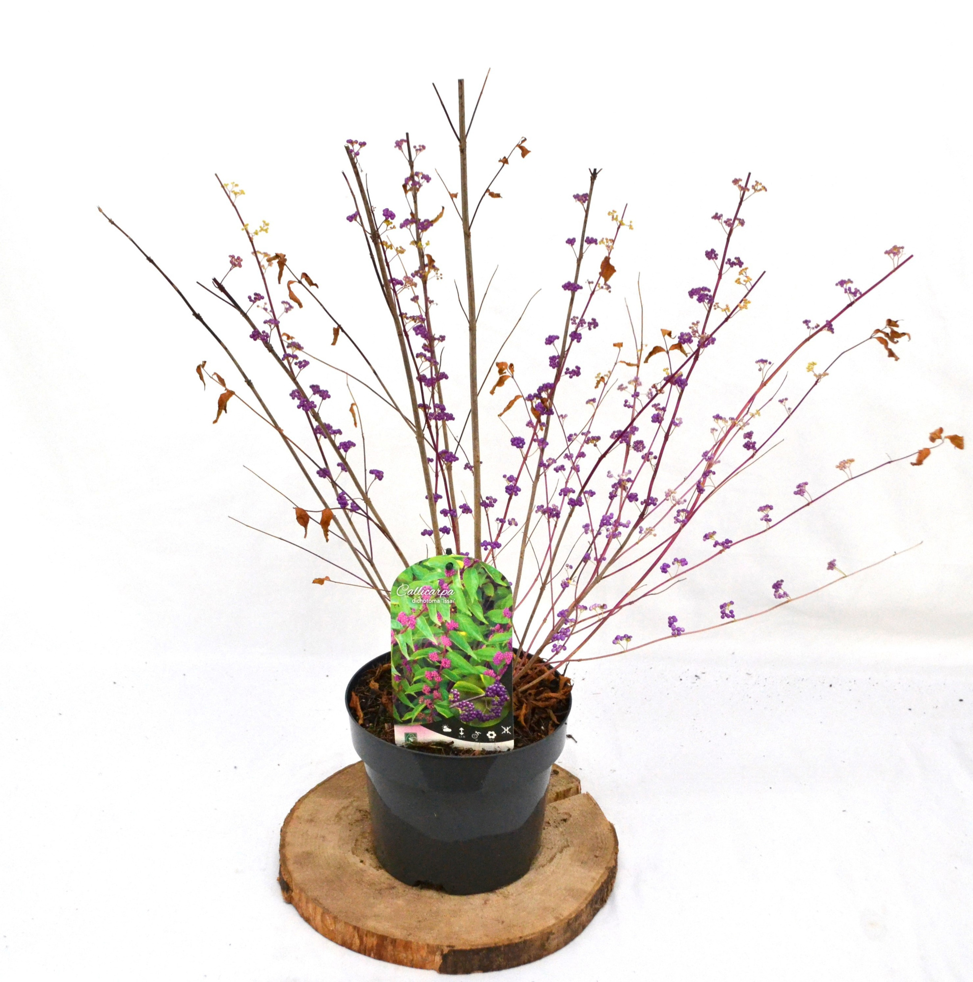 Callicarpa dichotoma Issai C3 30-40, D 19