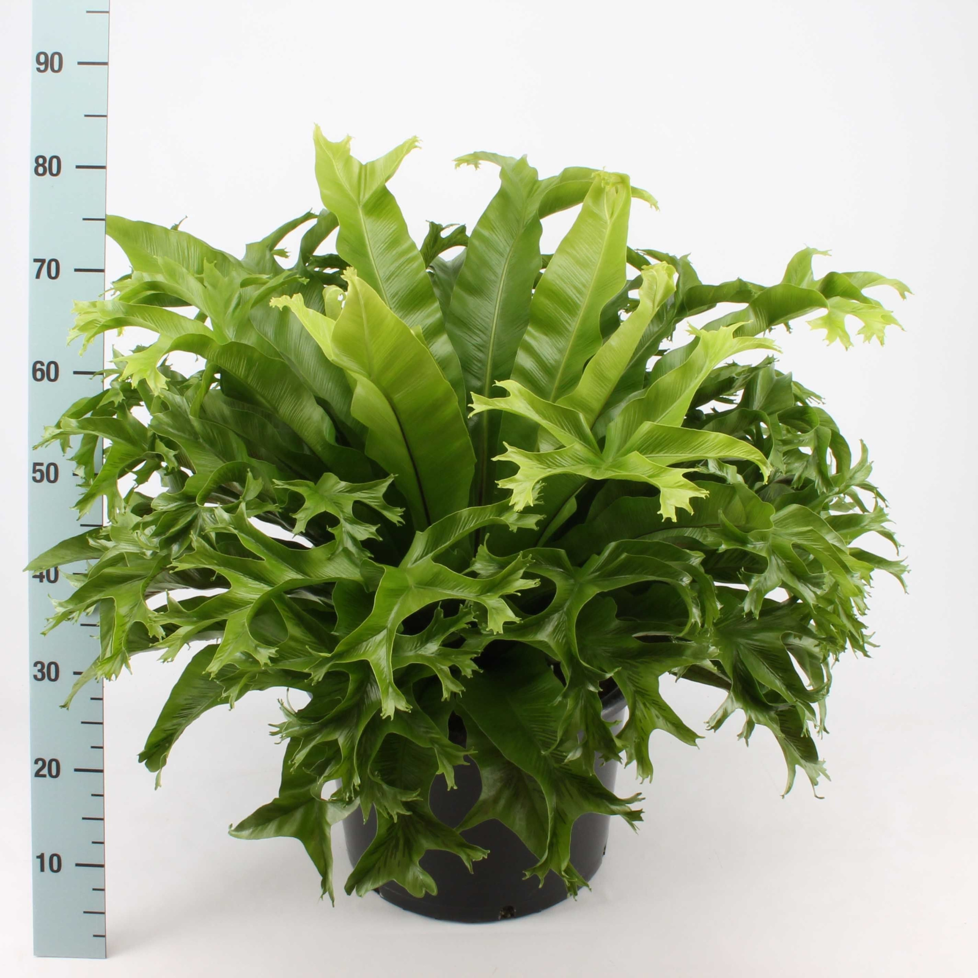 Asplenium Crissie, D 37 cm