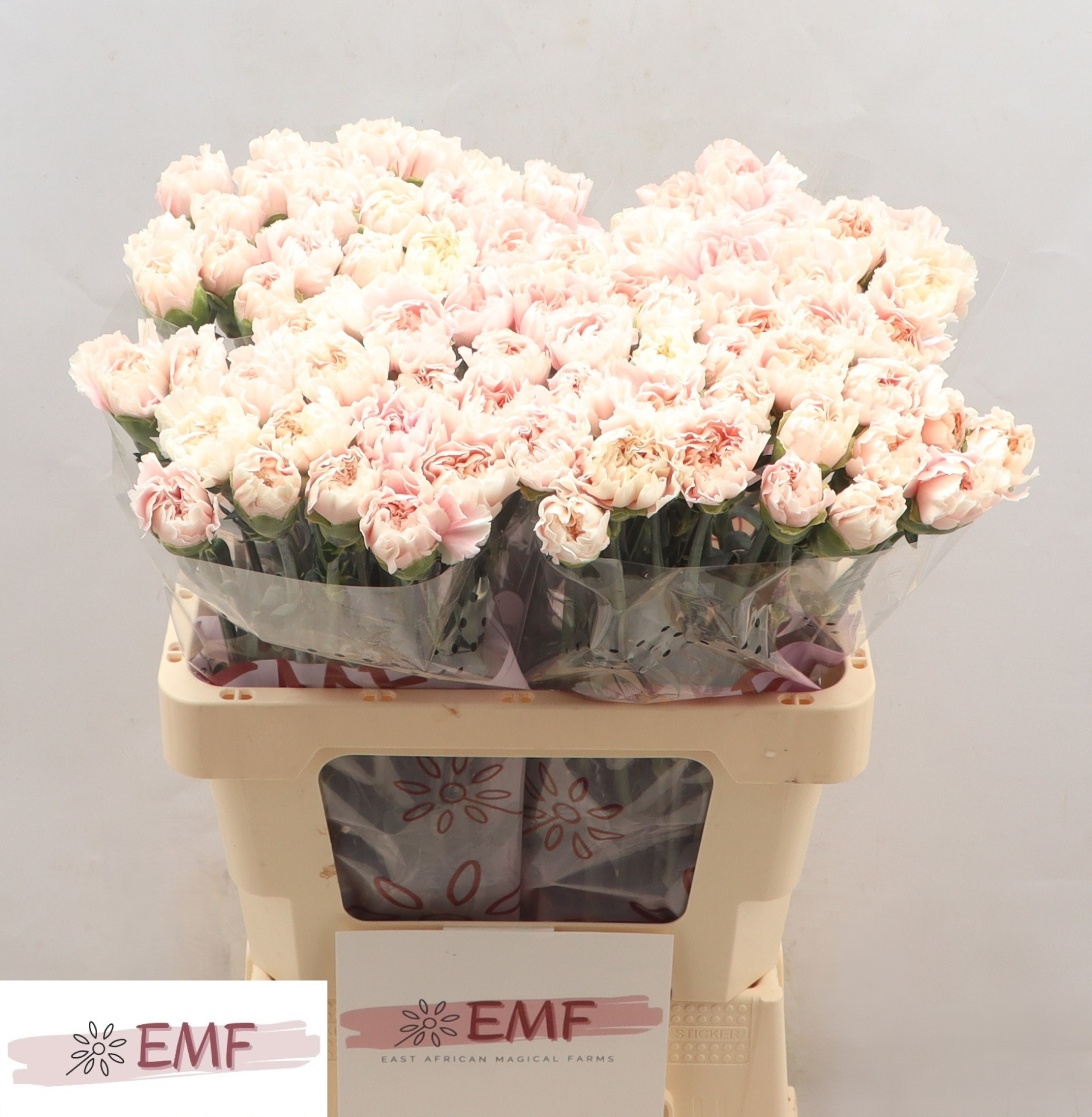 Диантус од. Альтаир (светло-роз.), шт.