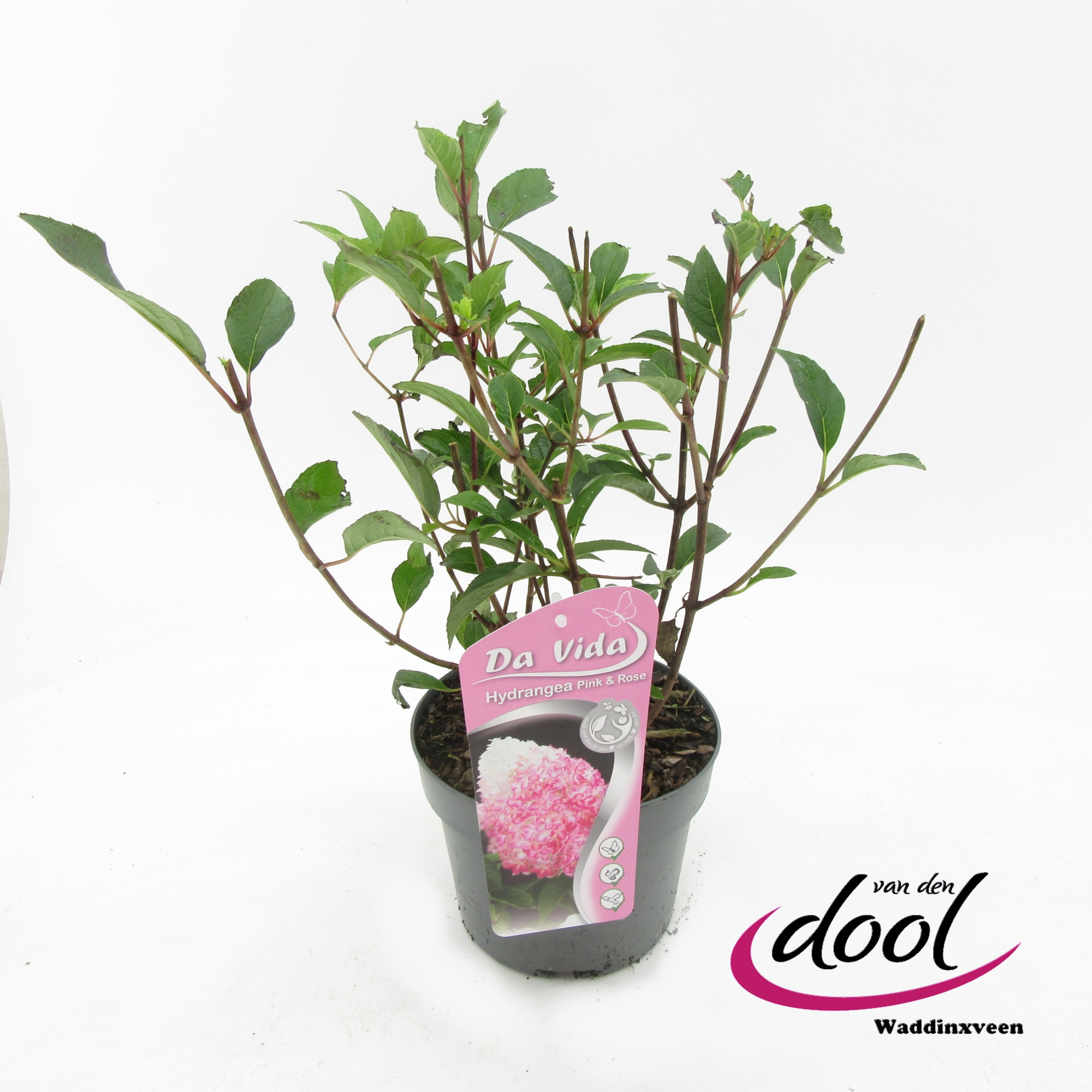 Hydrangea p. Pink n Rose, D 19