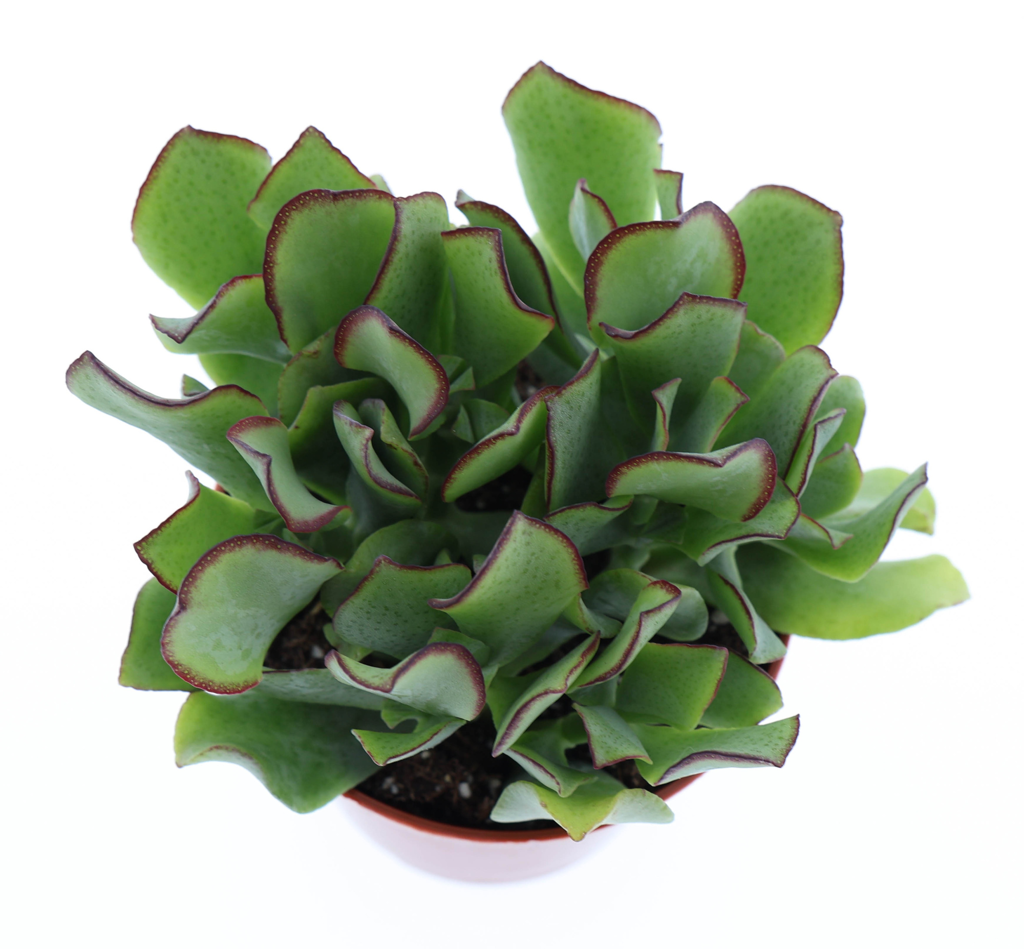 Crassula aborescens, D 8,5 cm