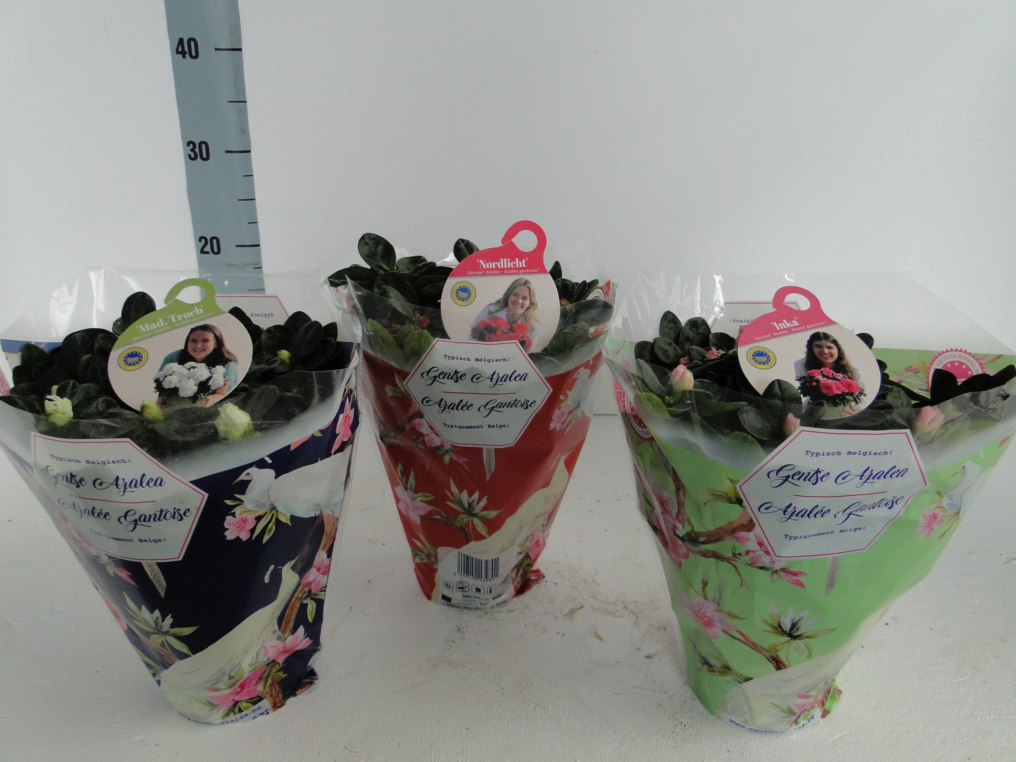 GHENT AZALEA YOUNG STARS POT 12 VOGELHOES, D 12 cm