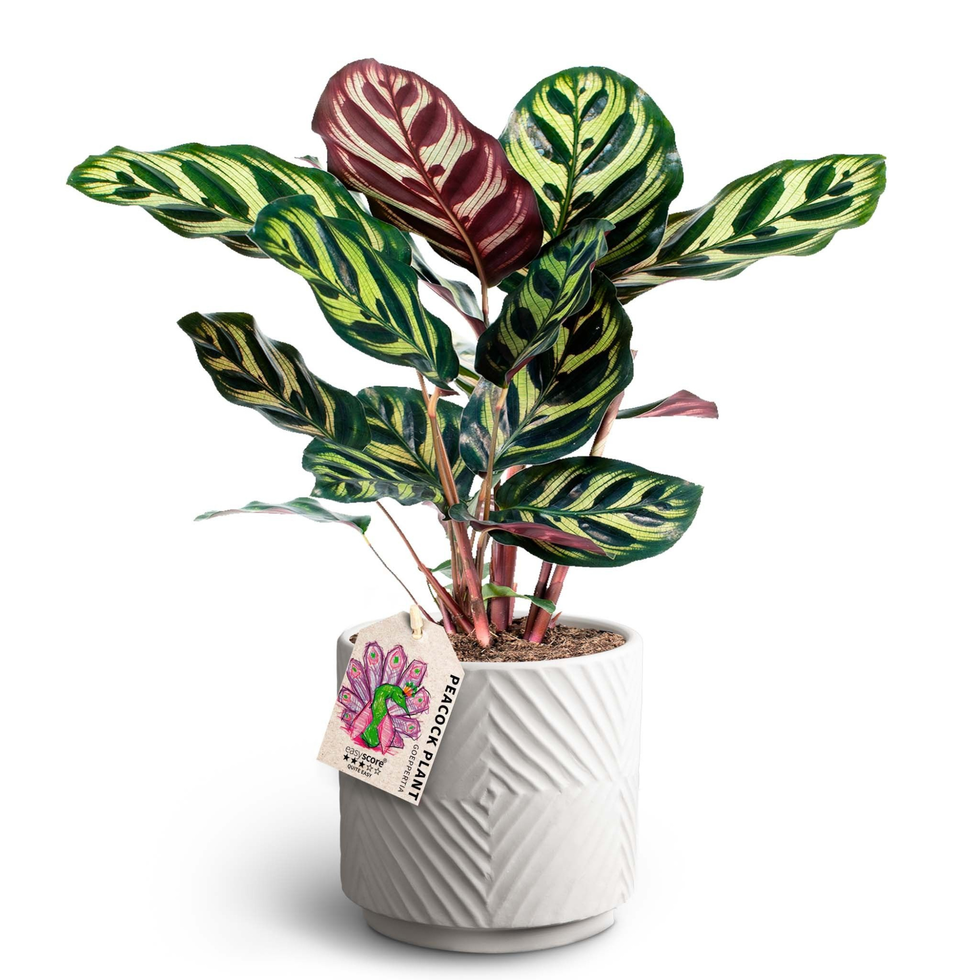 Dune Sand, Calathea Makoyana, D 12