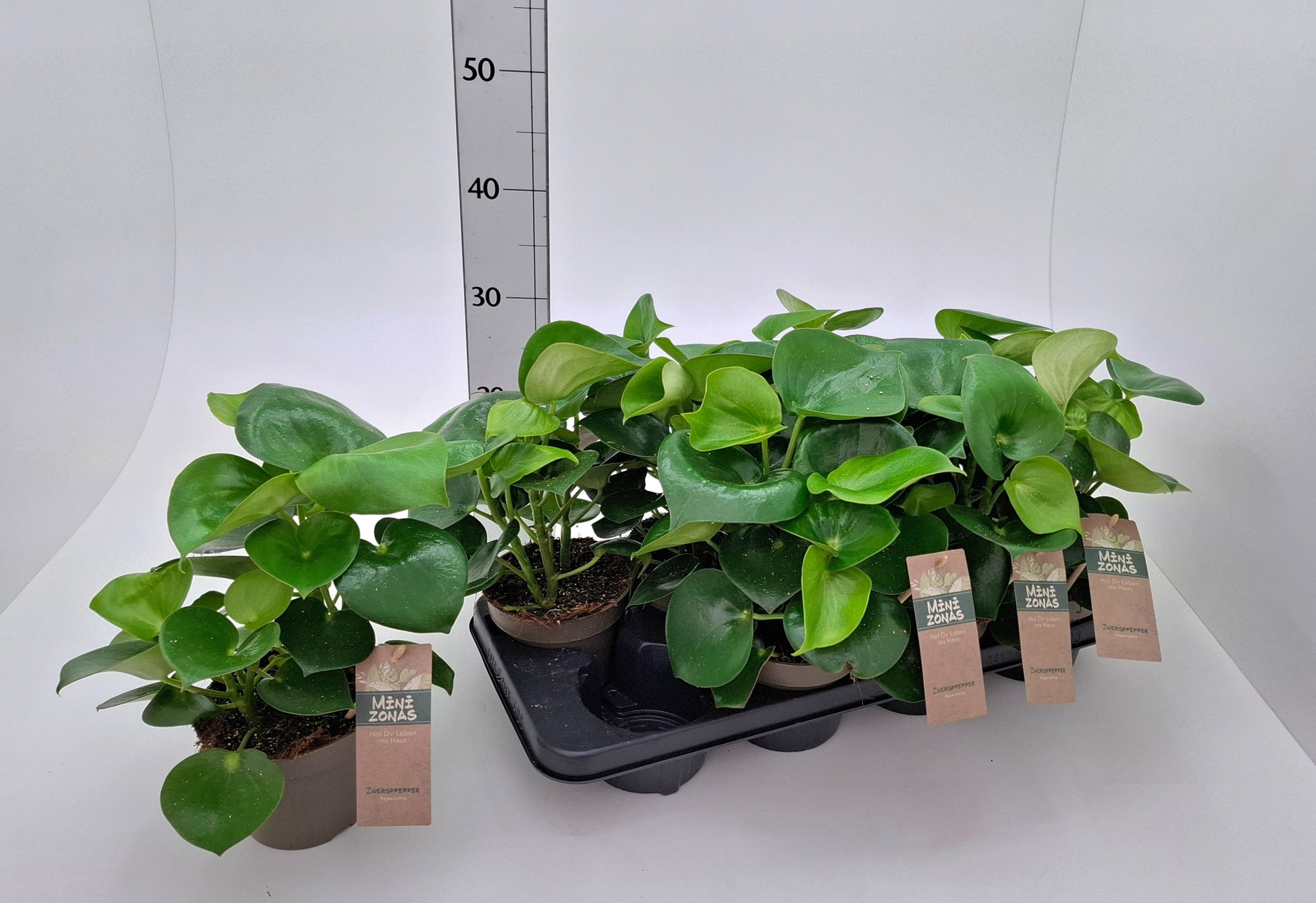 Peperomia ,Raindrop', D 13