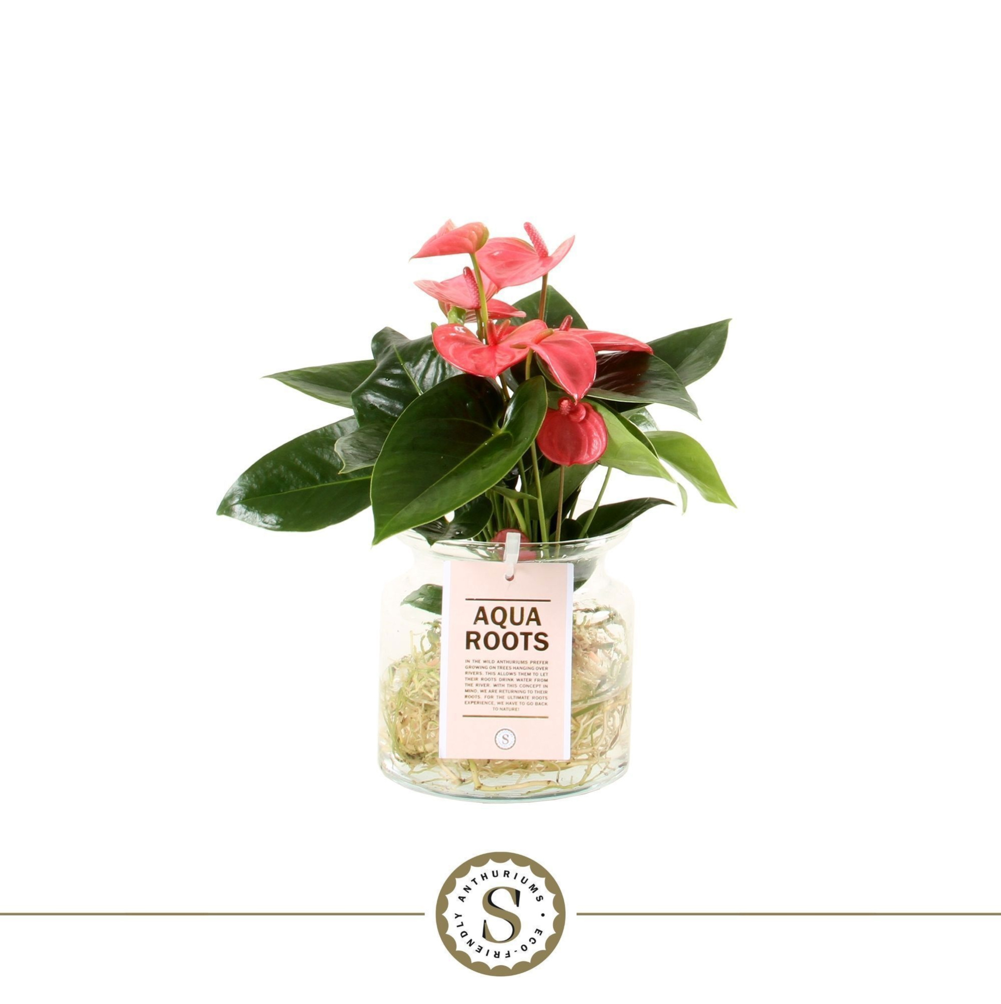 Aqua Roots Sierglas Pink Champion, D 12 cm