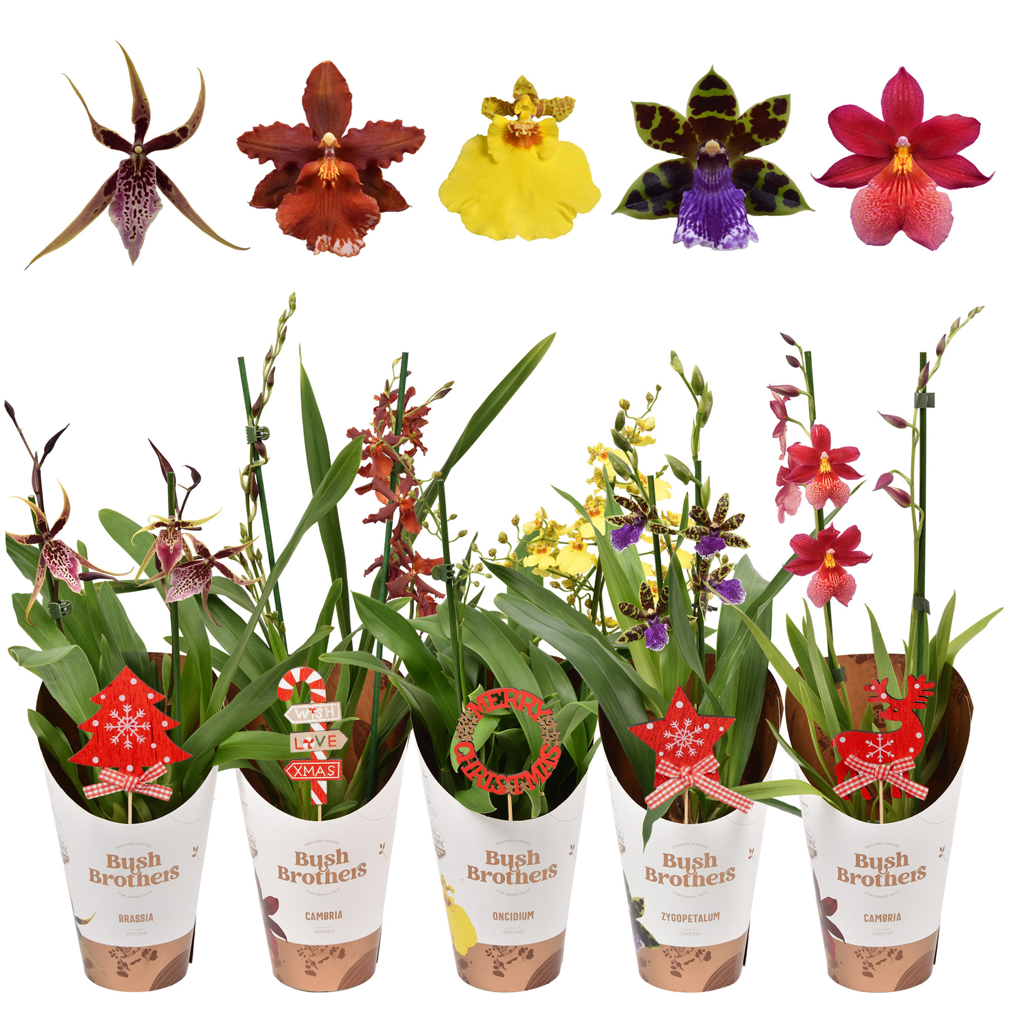 Orchideeën mix 2 tak kort met kerst steker, D 12