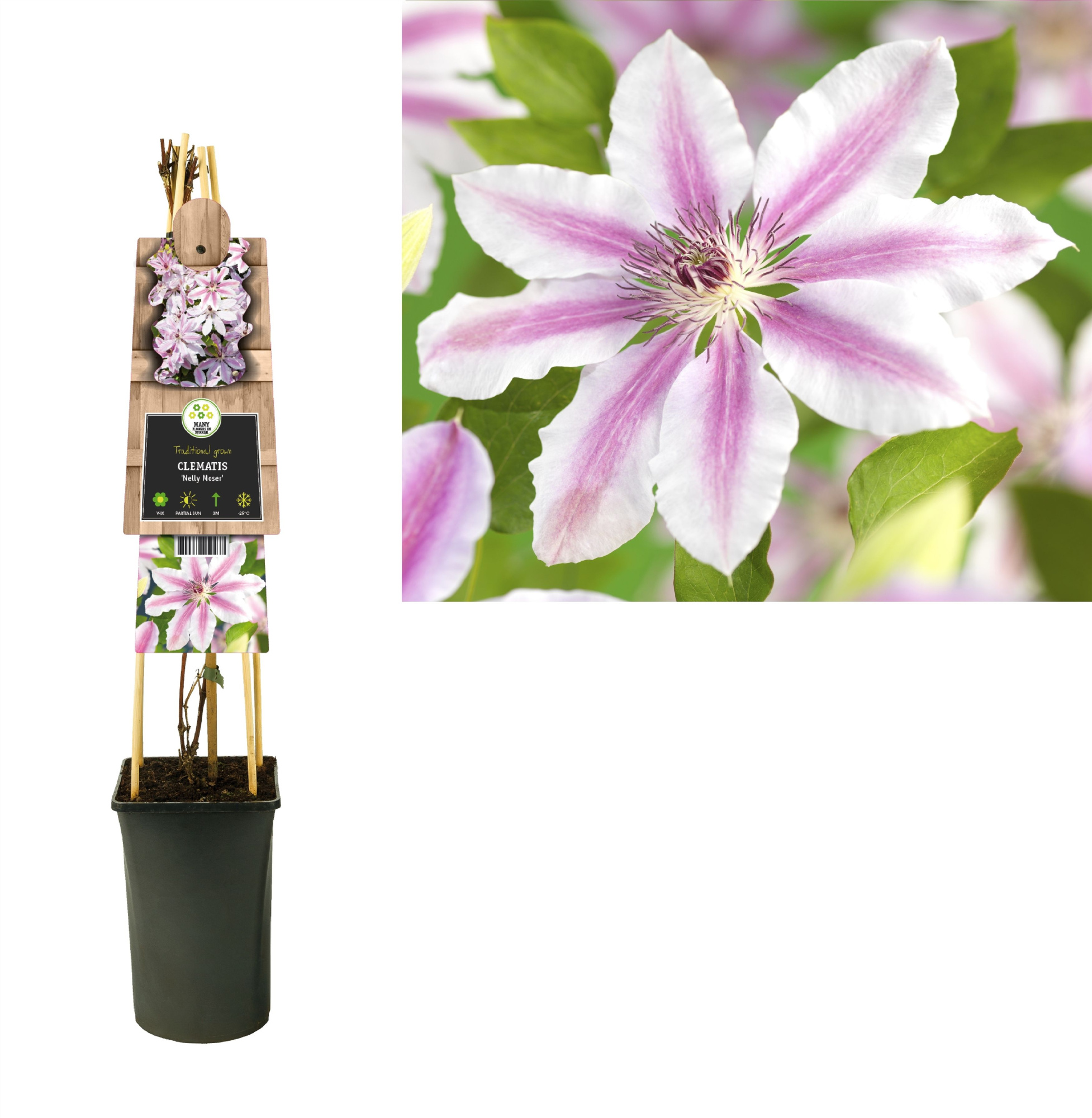 Clematis 'Nelly Moser' +3.0 label, D 17 cm