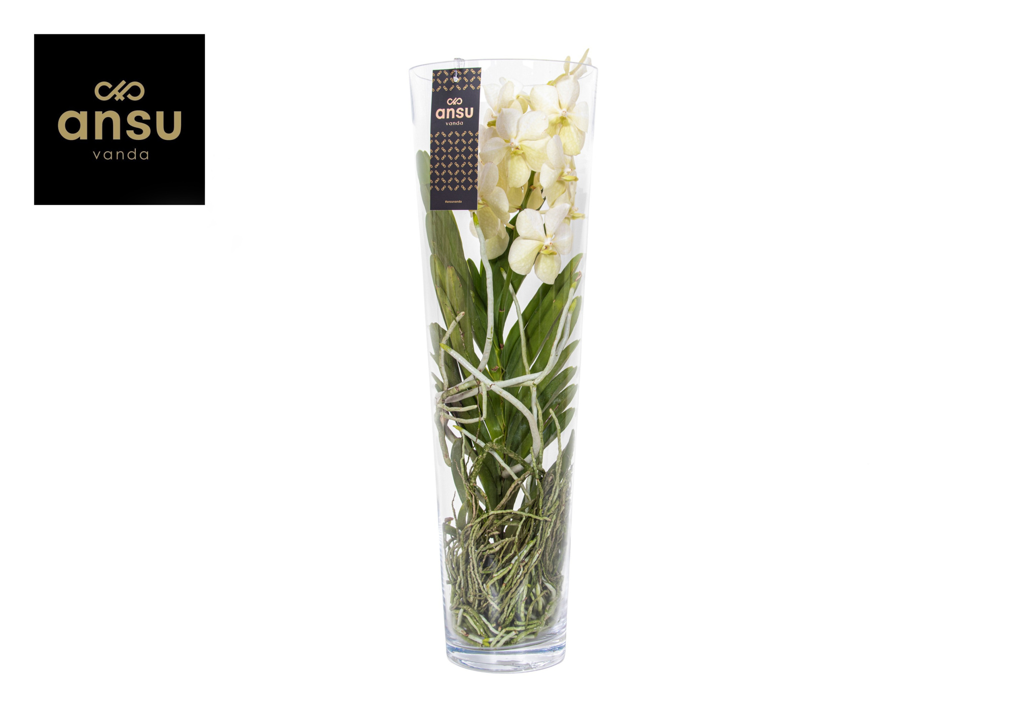 Vanda Lisanne 70 White, D 24