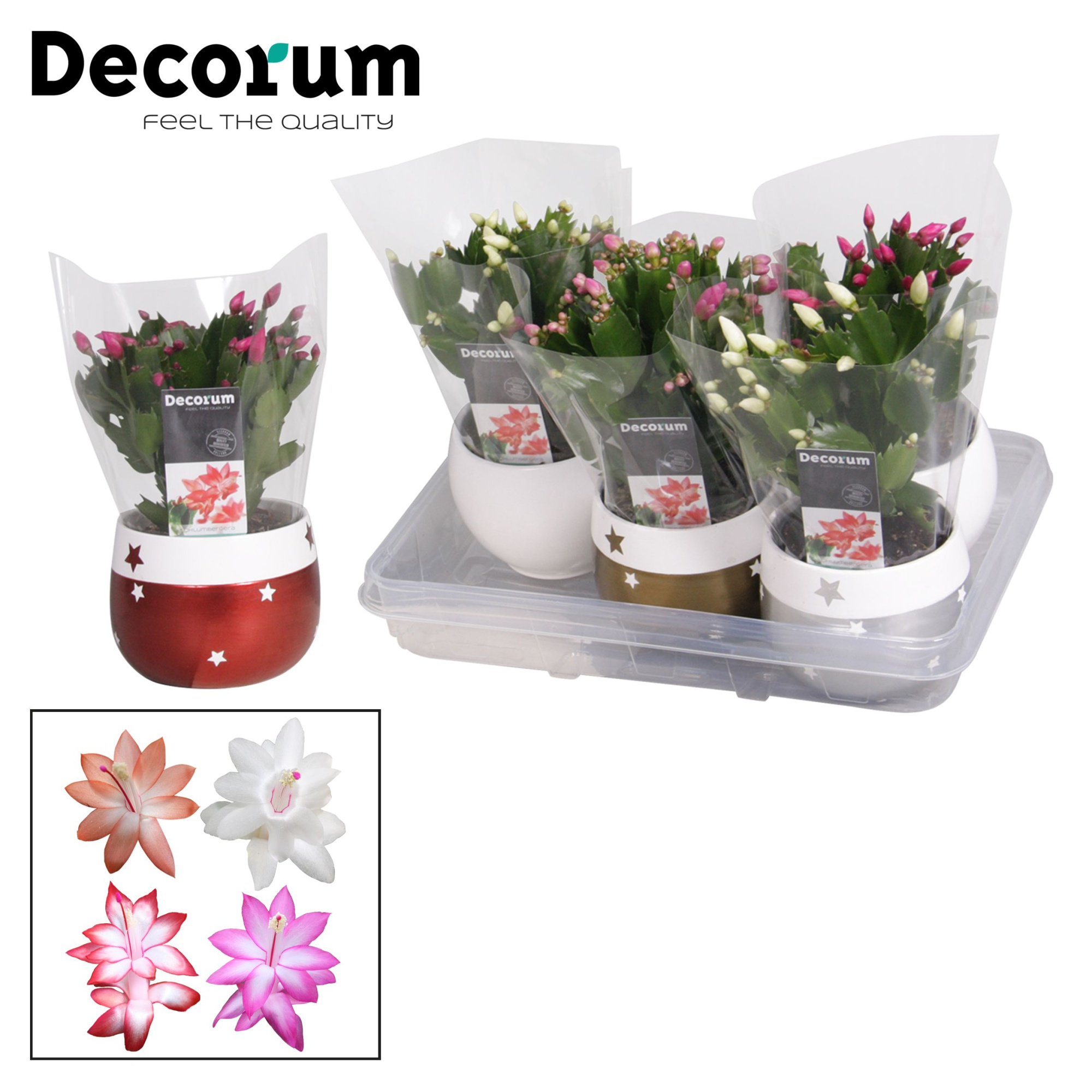 Schlumbergera 10,5 cm - Christmas star - Mix - Decorum, D 10,5 cm