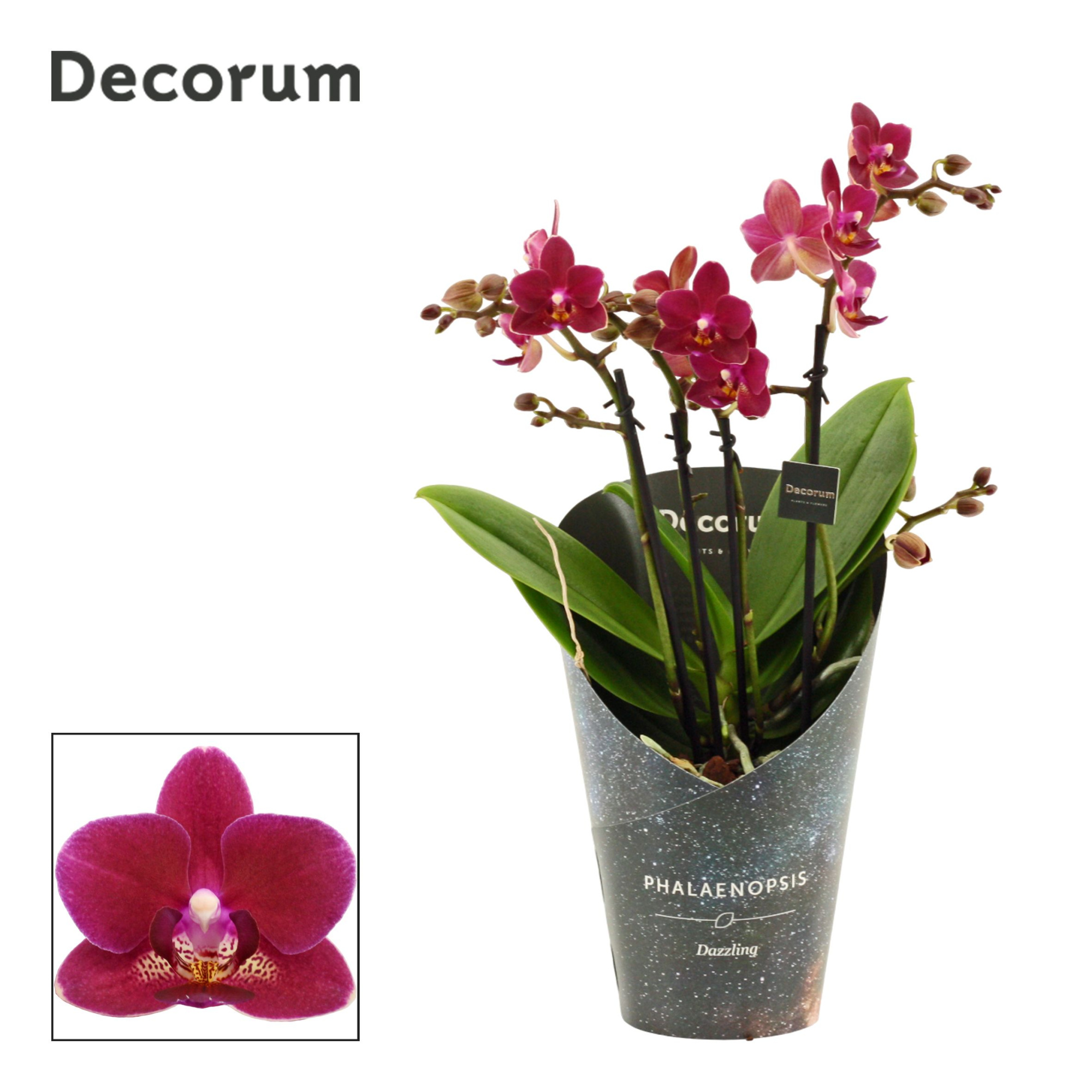 Phalaenopsis dazzling Chamonix 3-4 tak (Decorum), D 12