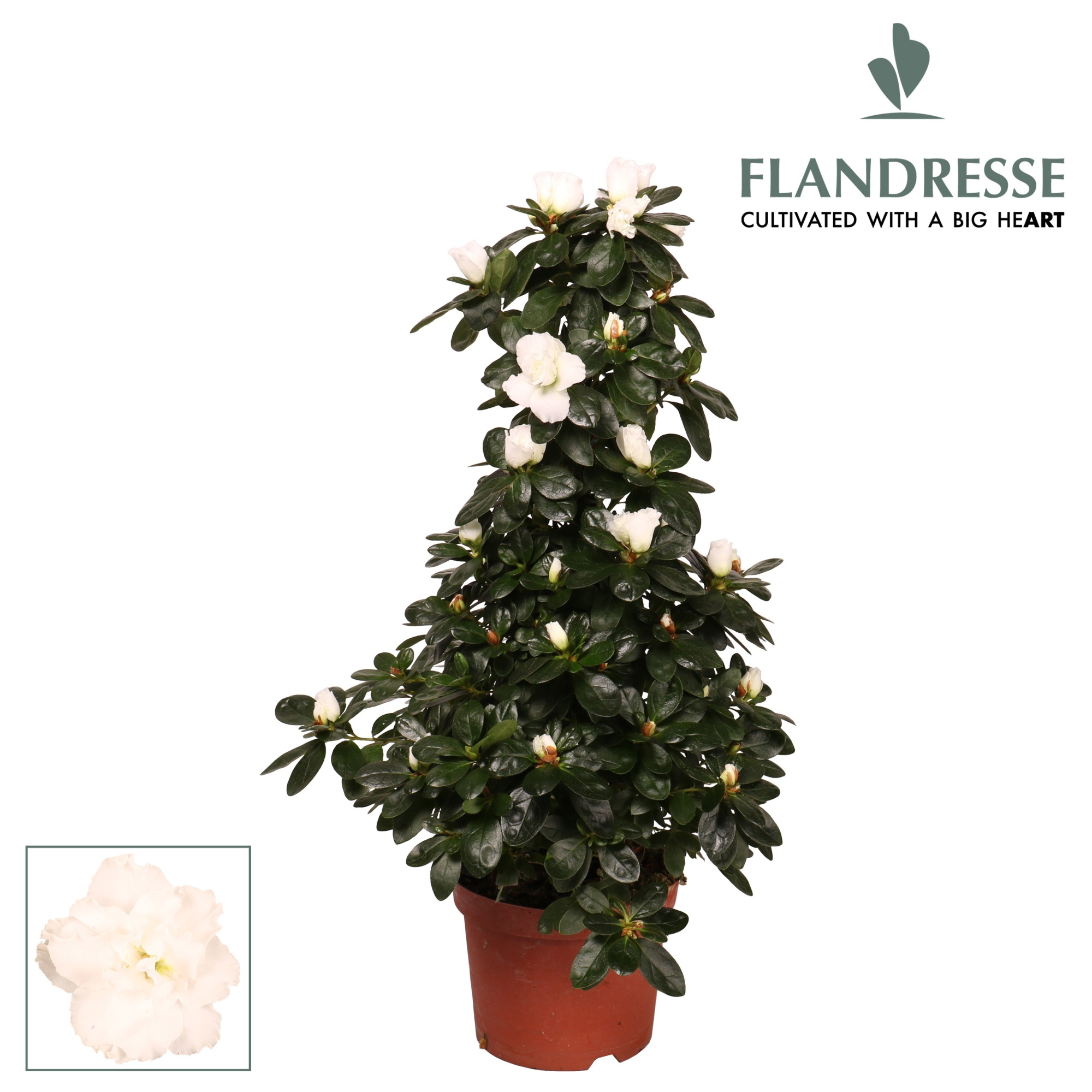 Azalea Flandresse® piramide 'wit' 65 cm, D 17