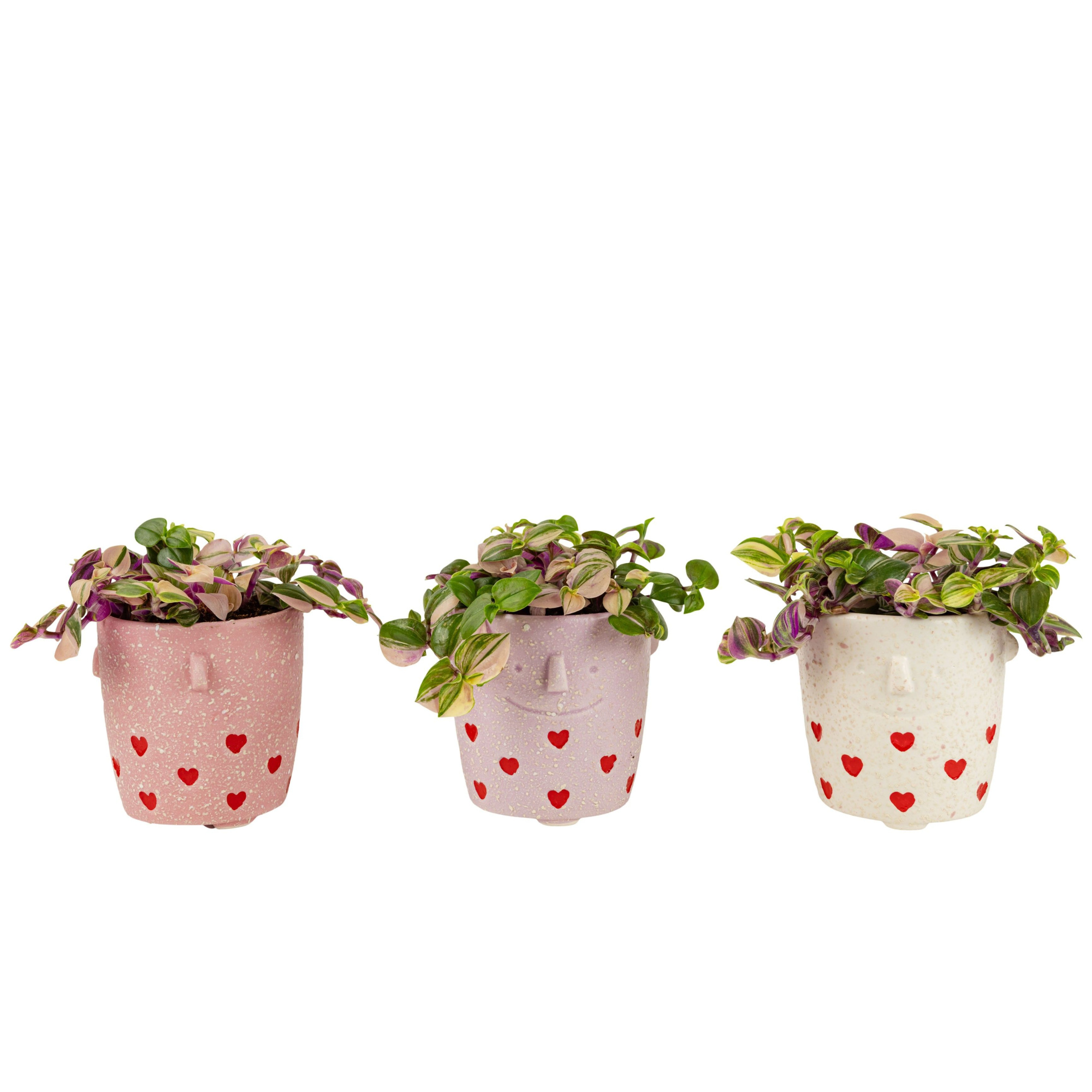 Lovestruck with Compact Foliage, D 6 cm