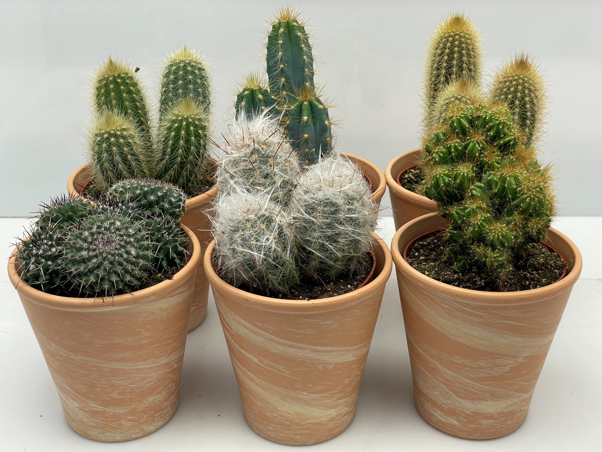 194 Marmerpot cactus 10,5 cm, D 11