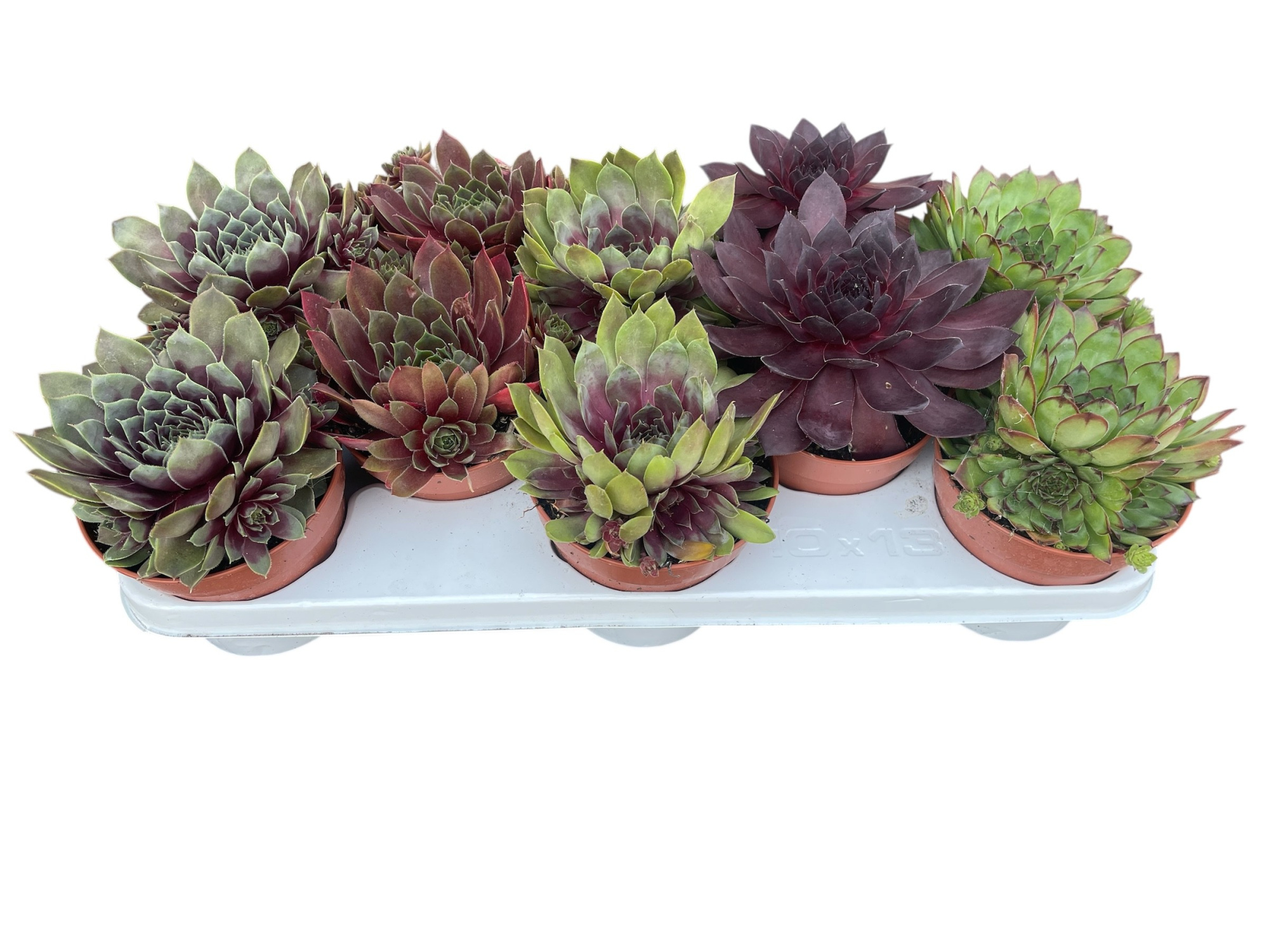 jumbo sempervivum, D 13 cm