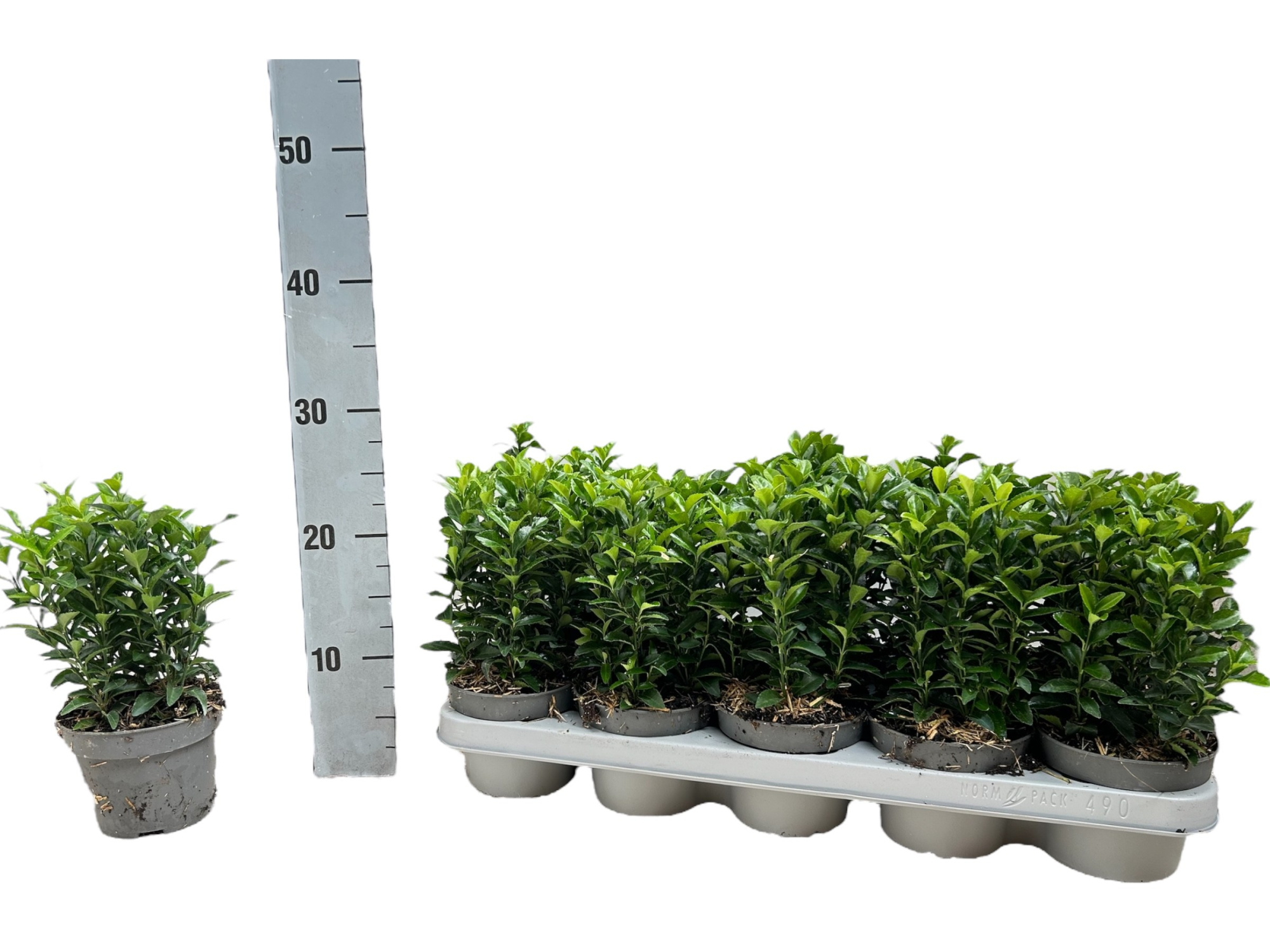 Euonymus japonicus 'Green Spire', D 12 cm