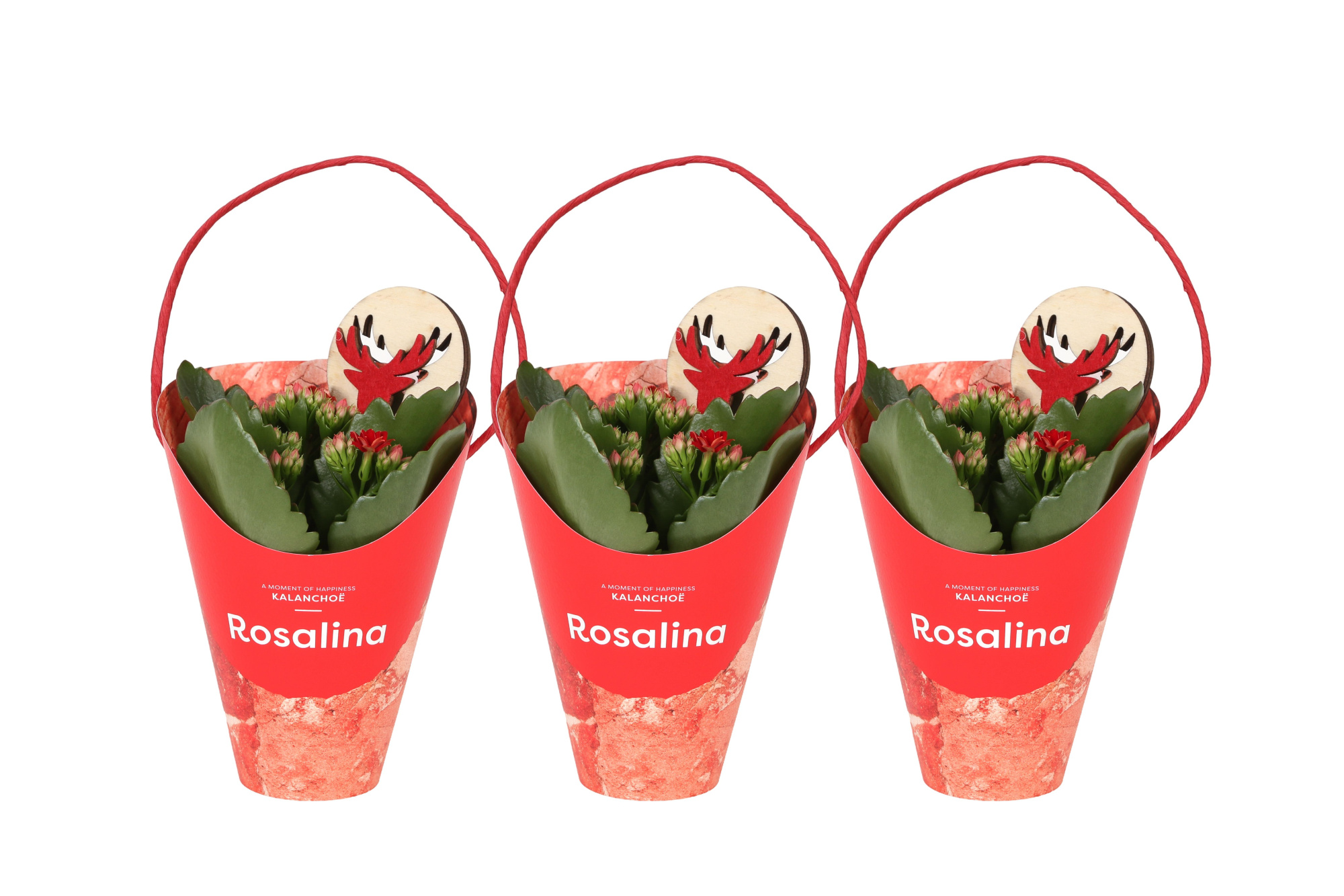 KP-857.6 - Kalanchoe Rosalina 7cm Giftskoker kerstmix, D 7
