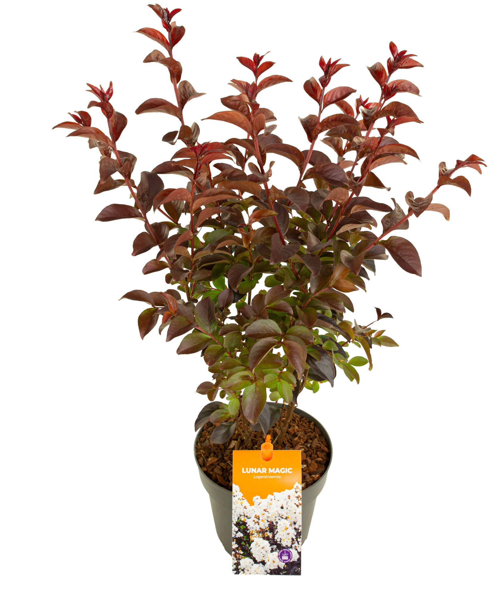 Lagerstroemia 'Lunar Magic', D 19 cm