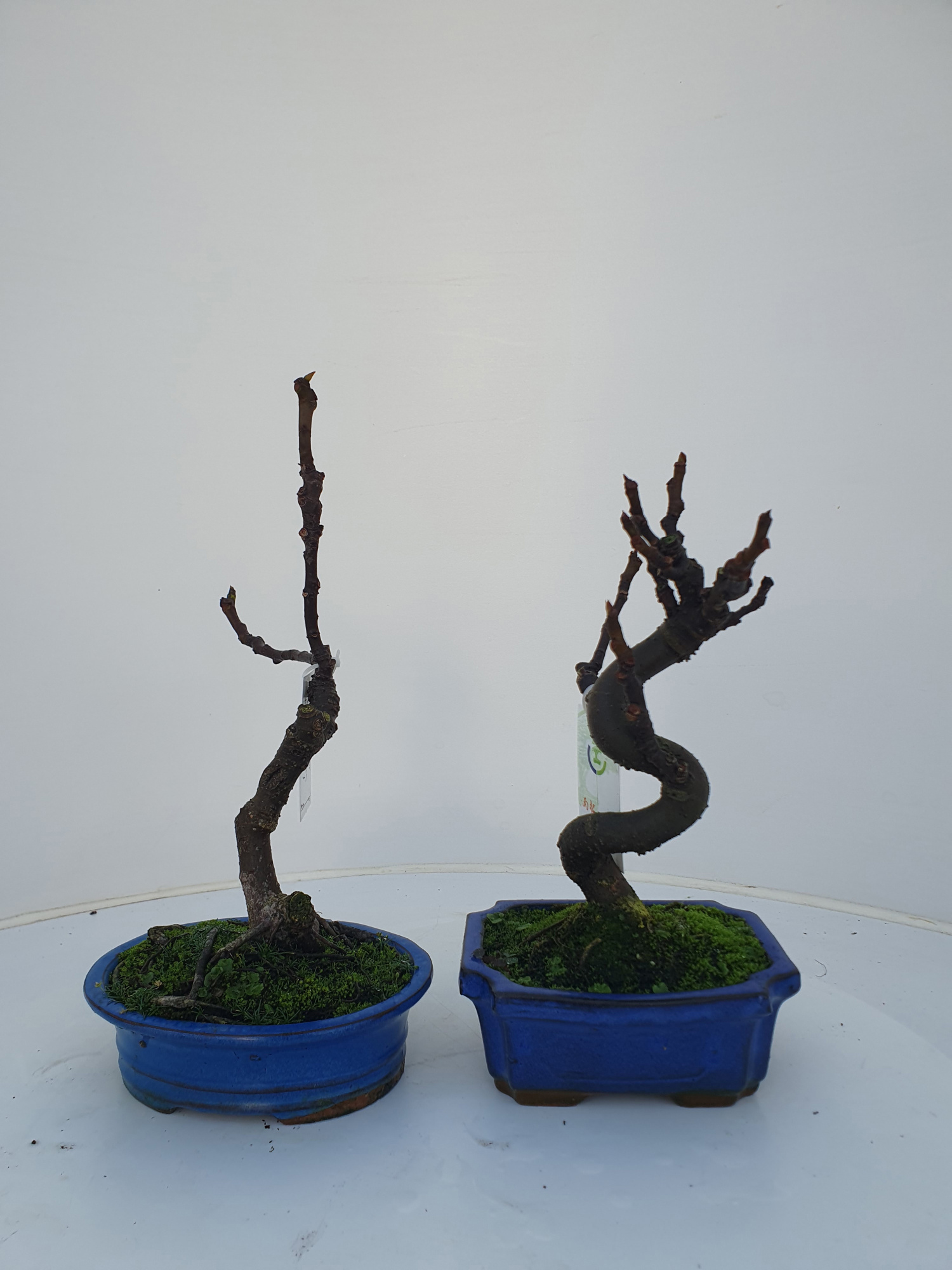 ficus carica, D 16