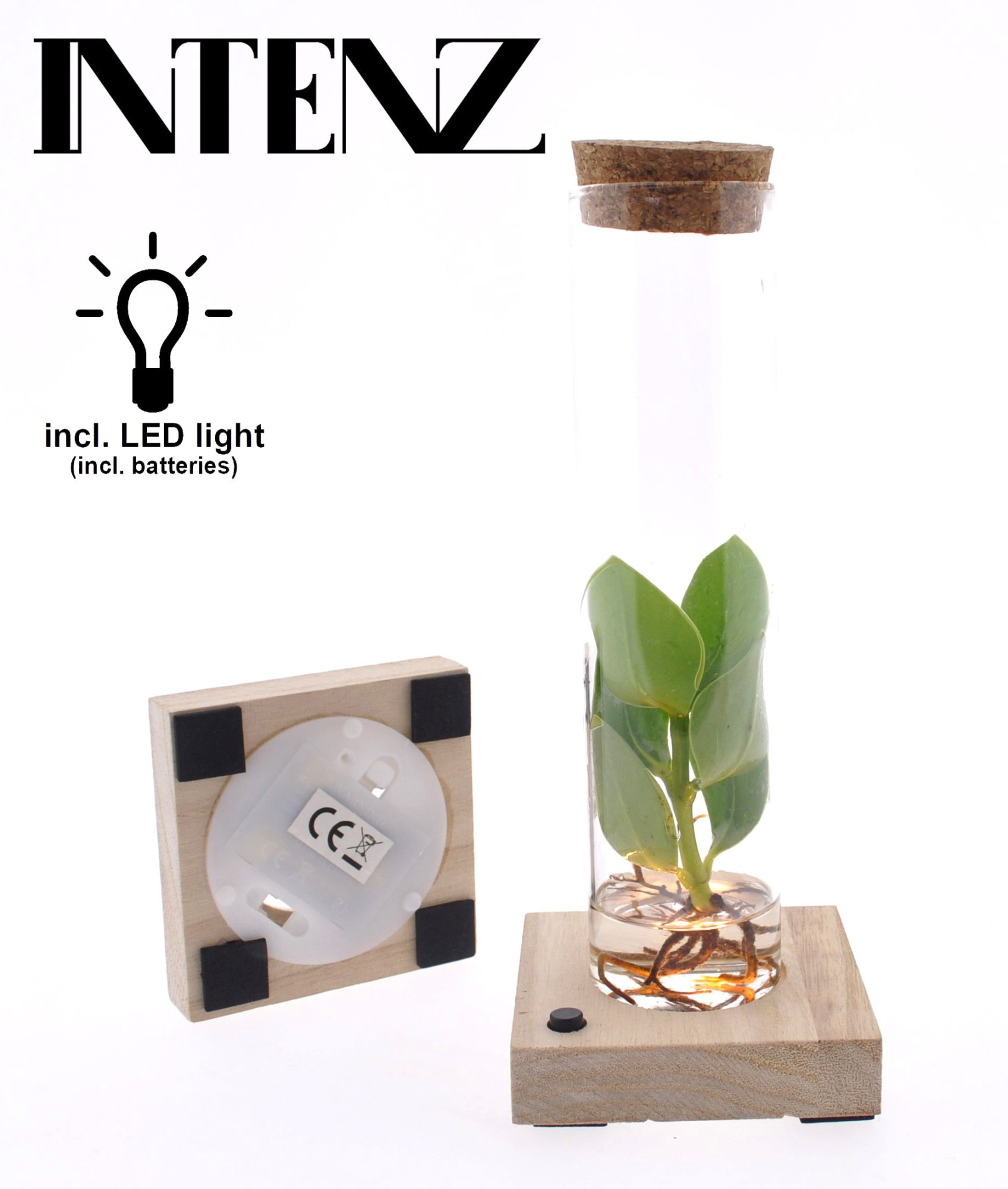 Clusia in Tube glas + LED, D 5 cm