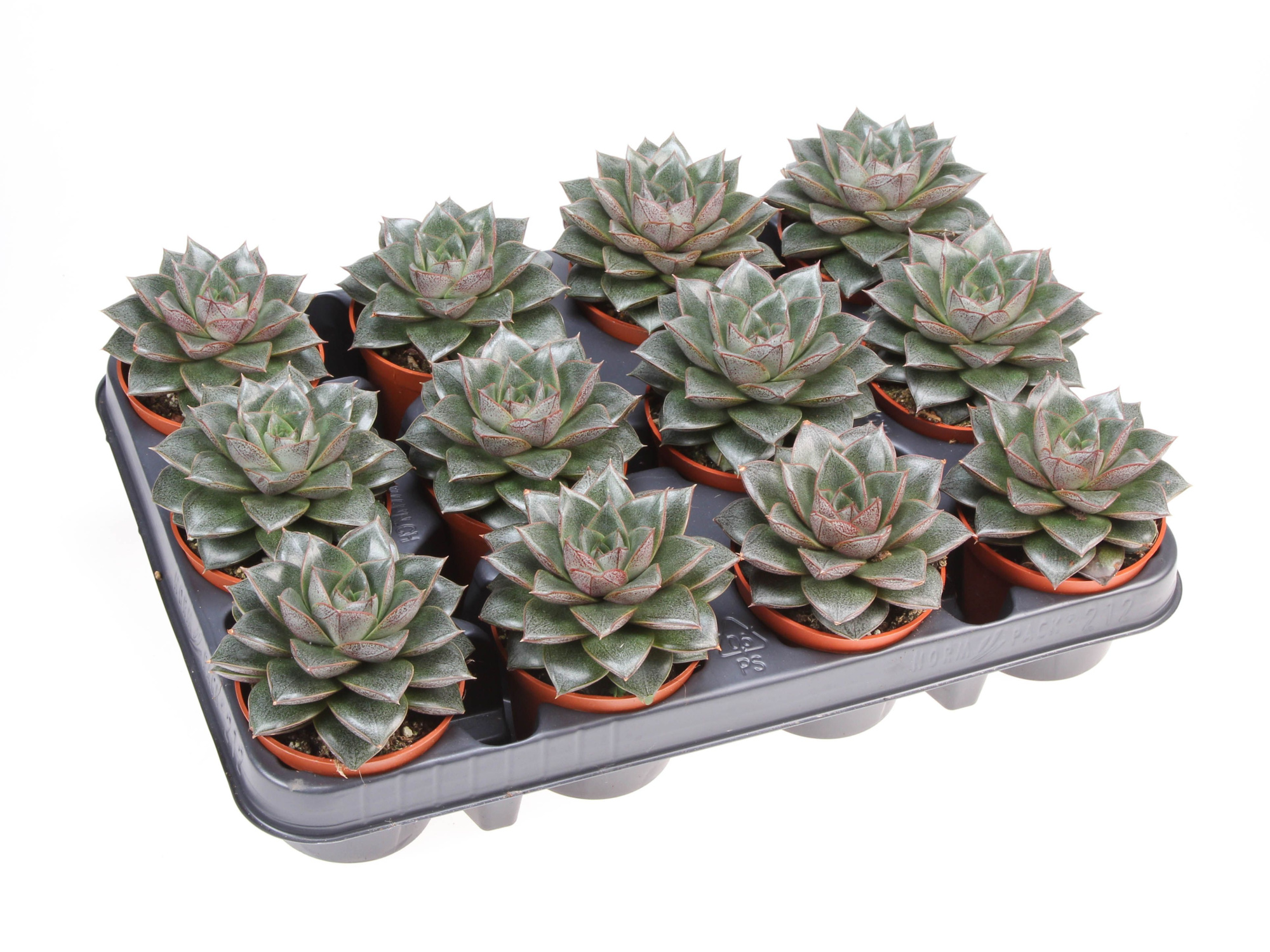 Echeveria purpusorum, D 8,5 cm