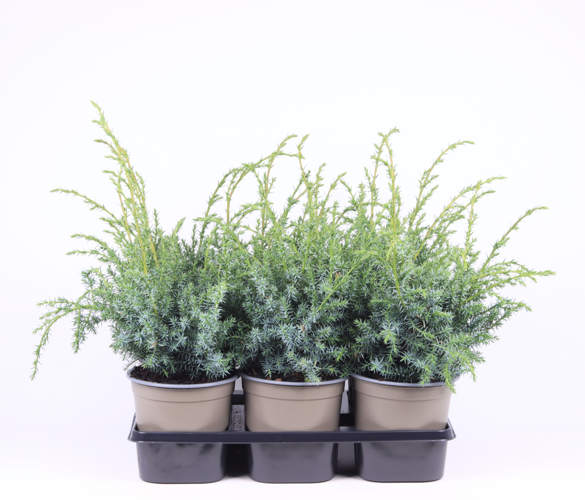 Juniperus chinensis 'Blue Alps', D 15 cm