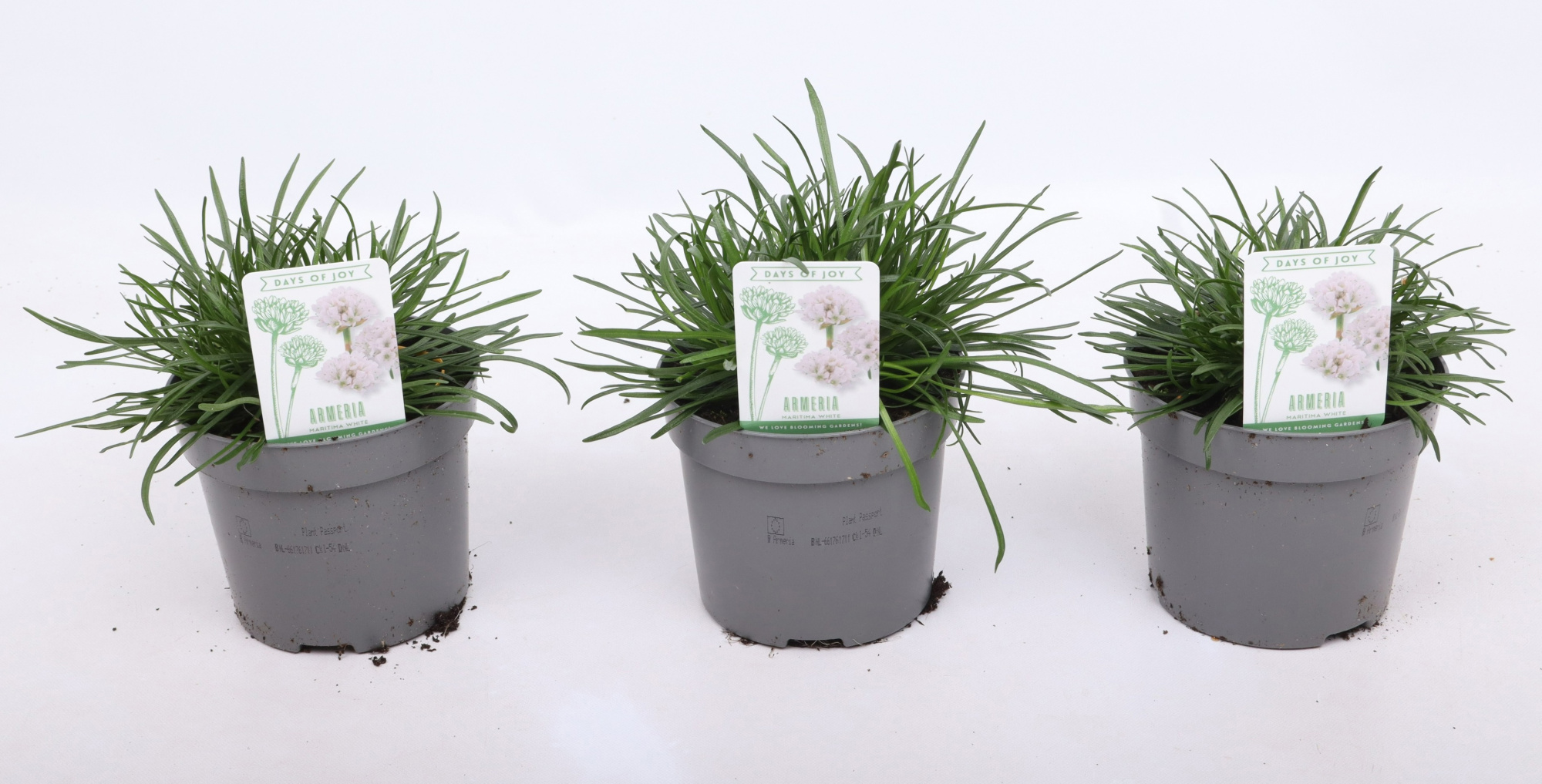 Armeria maritima 'Abbey Deep White', D 12 cm