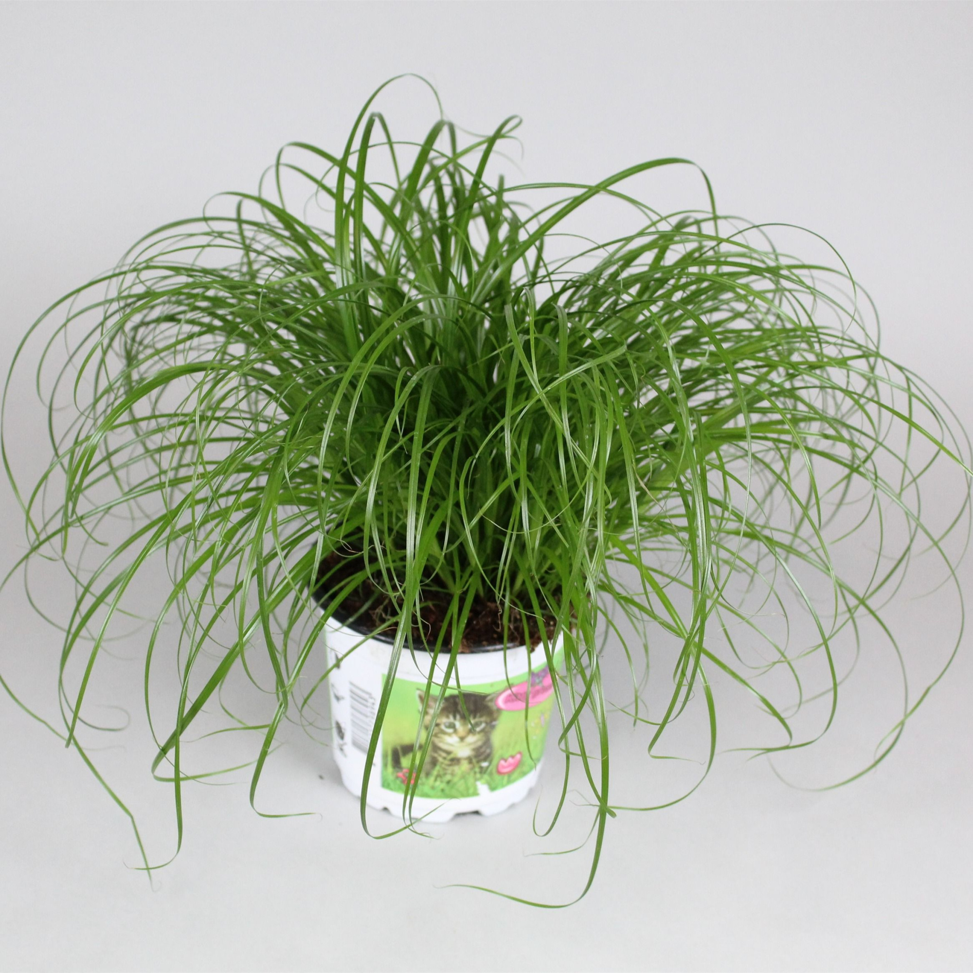 Cyperus alternifolius Zumula in bedrukte pot, D 12 cm