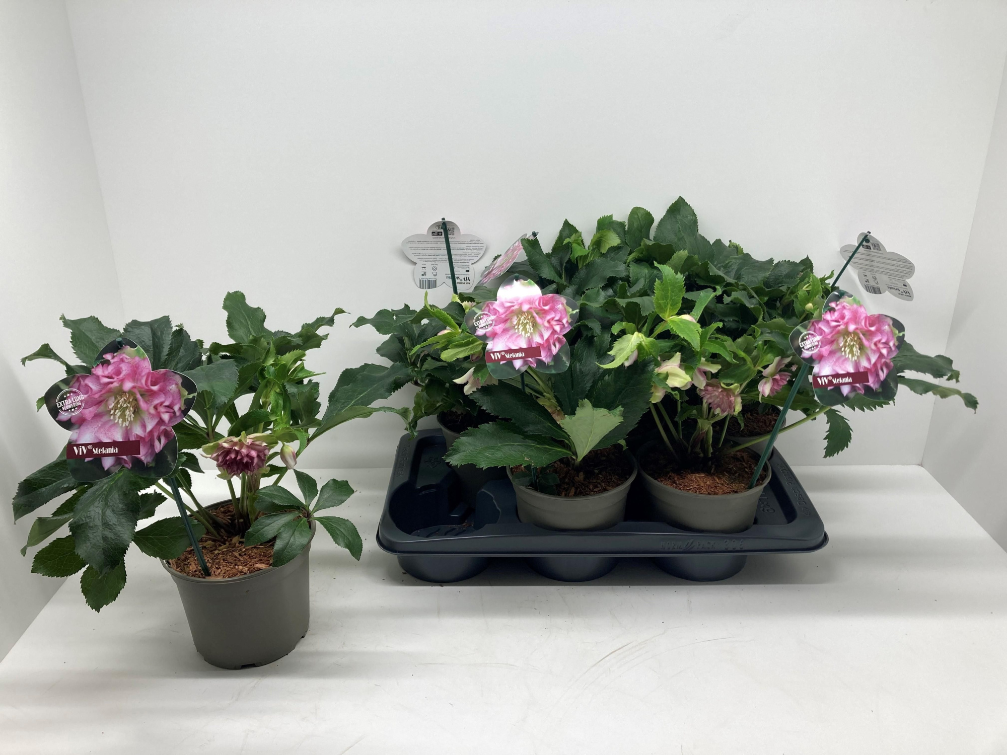 Helleborus orientalis 'ViV Stefania', D 17 cm