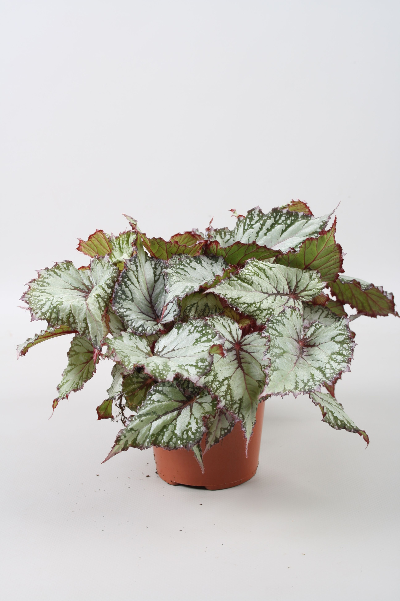 Begonia Beleaf Asian Tundra, D 12