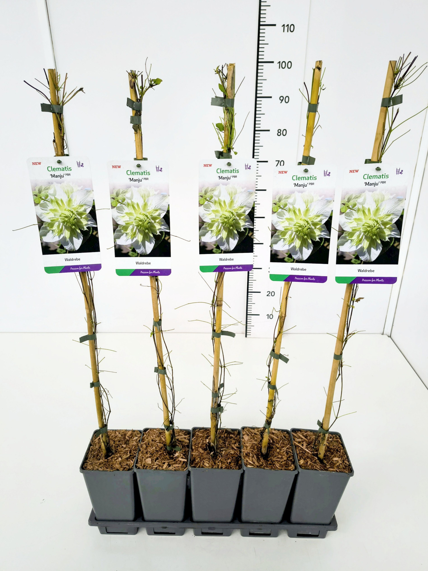 Clematis 'Manju' 80CMC2, D 17