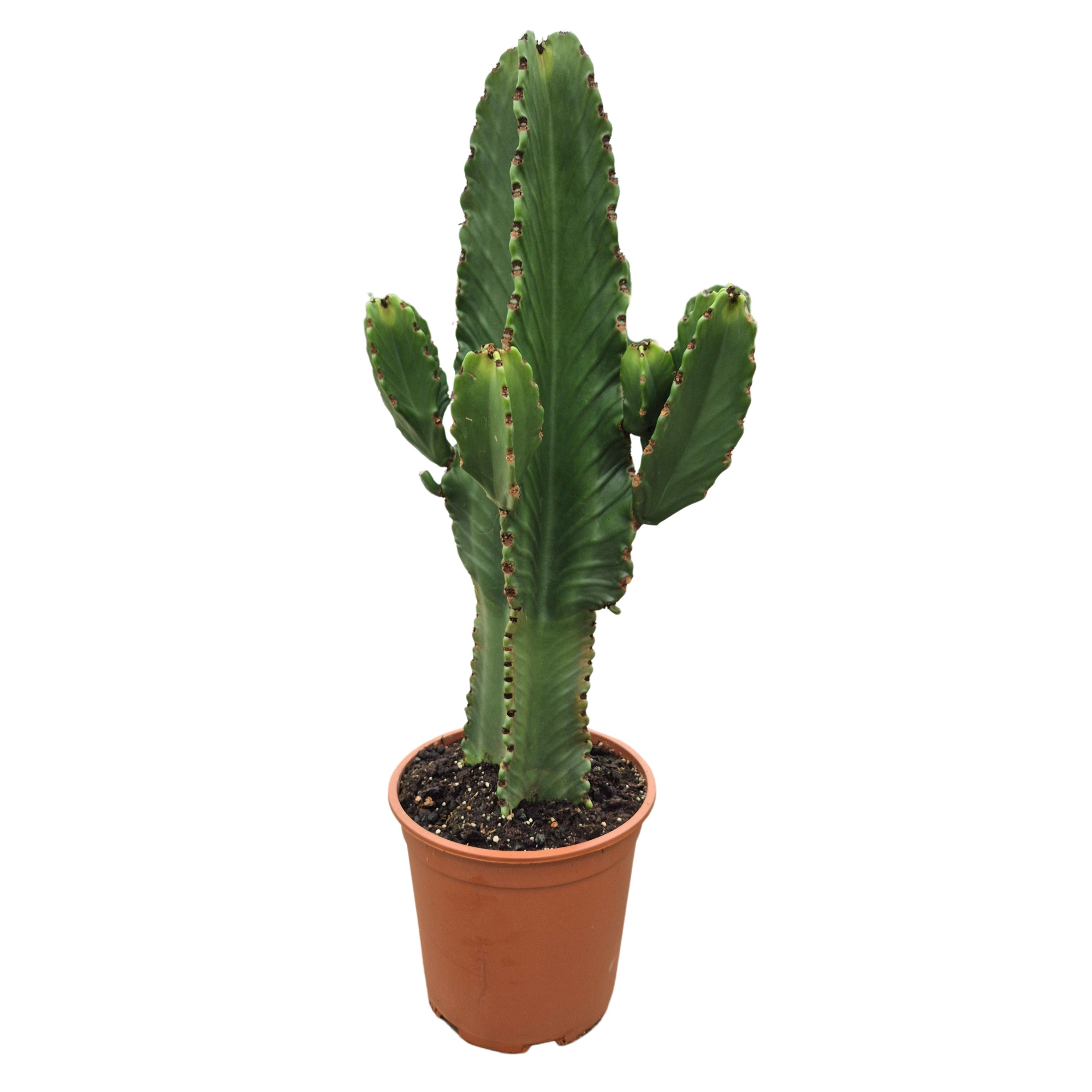 Euphorbia ingens in plastic pot 27 cm, D 27 cm