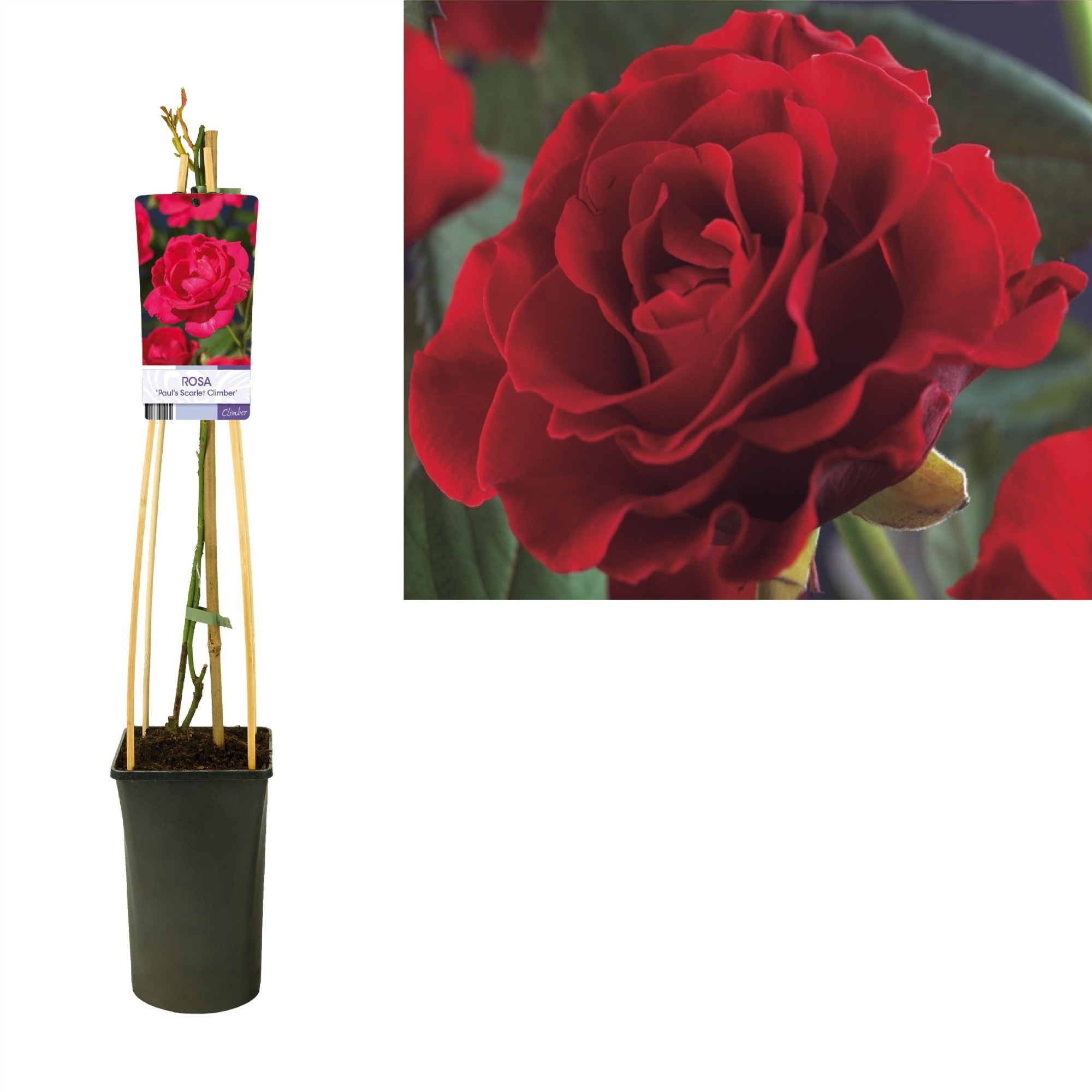 Rosa 'Paul's Scarlet Climber' +light label, D 17 cm