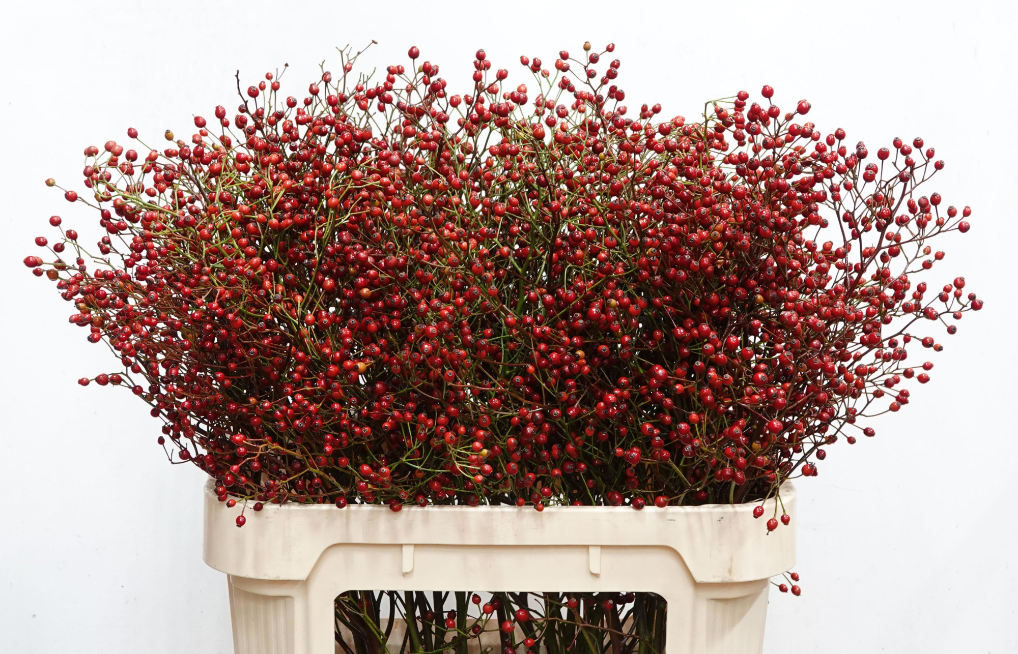 Рузботель Отем Сплендор 80, шт.