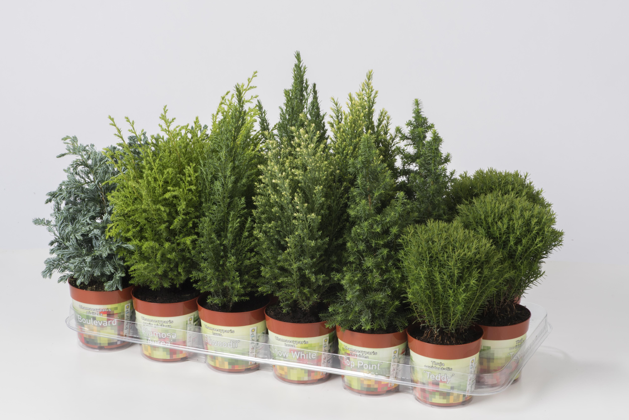 Coniferen mix, D 9 cm