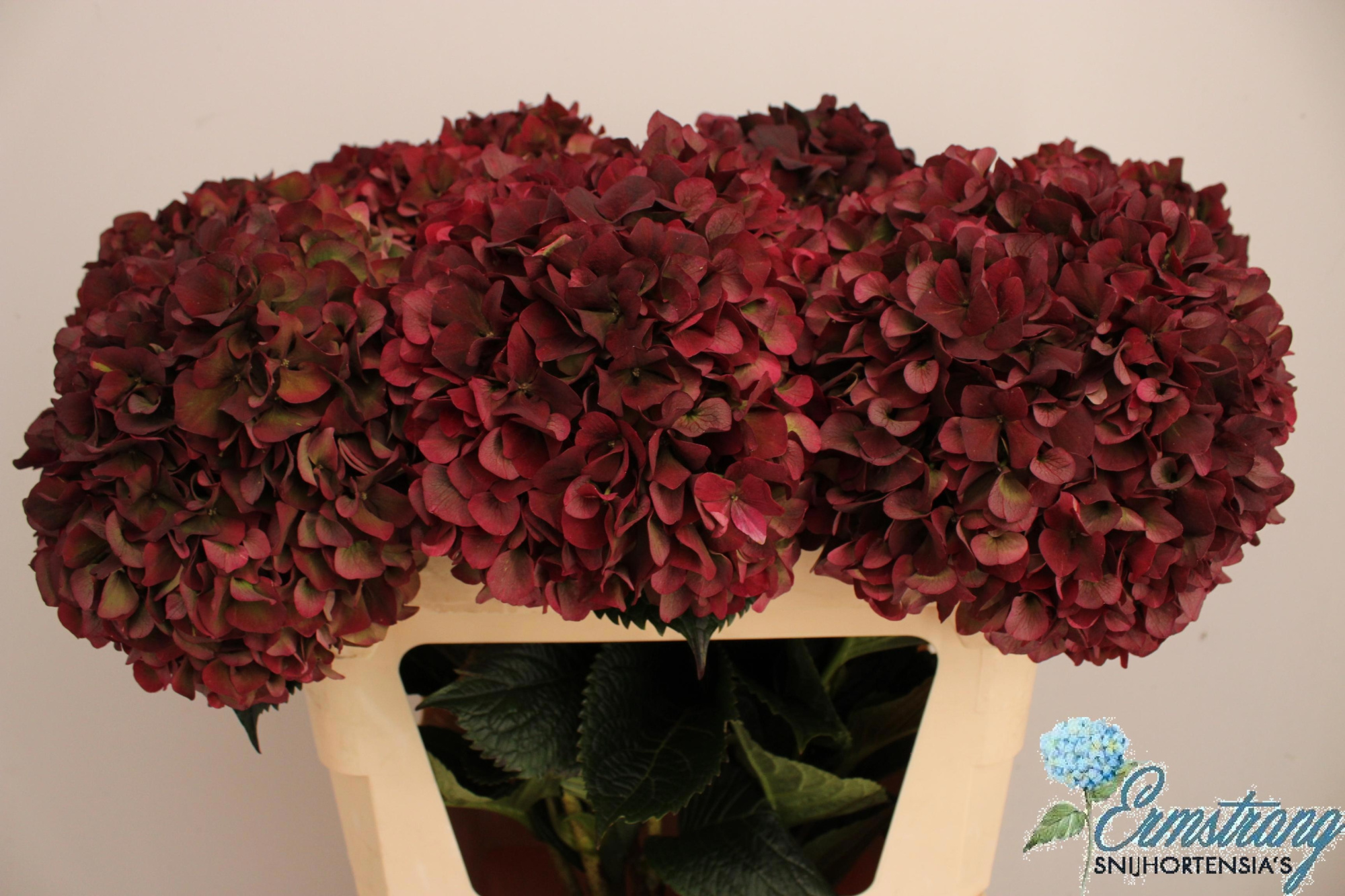 Гортензия Мэджикал Пинк Руби Классик 75, шт.